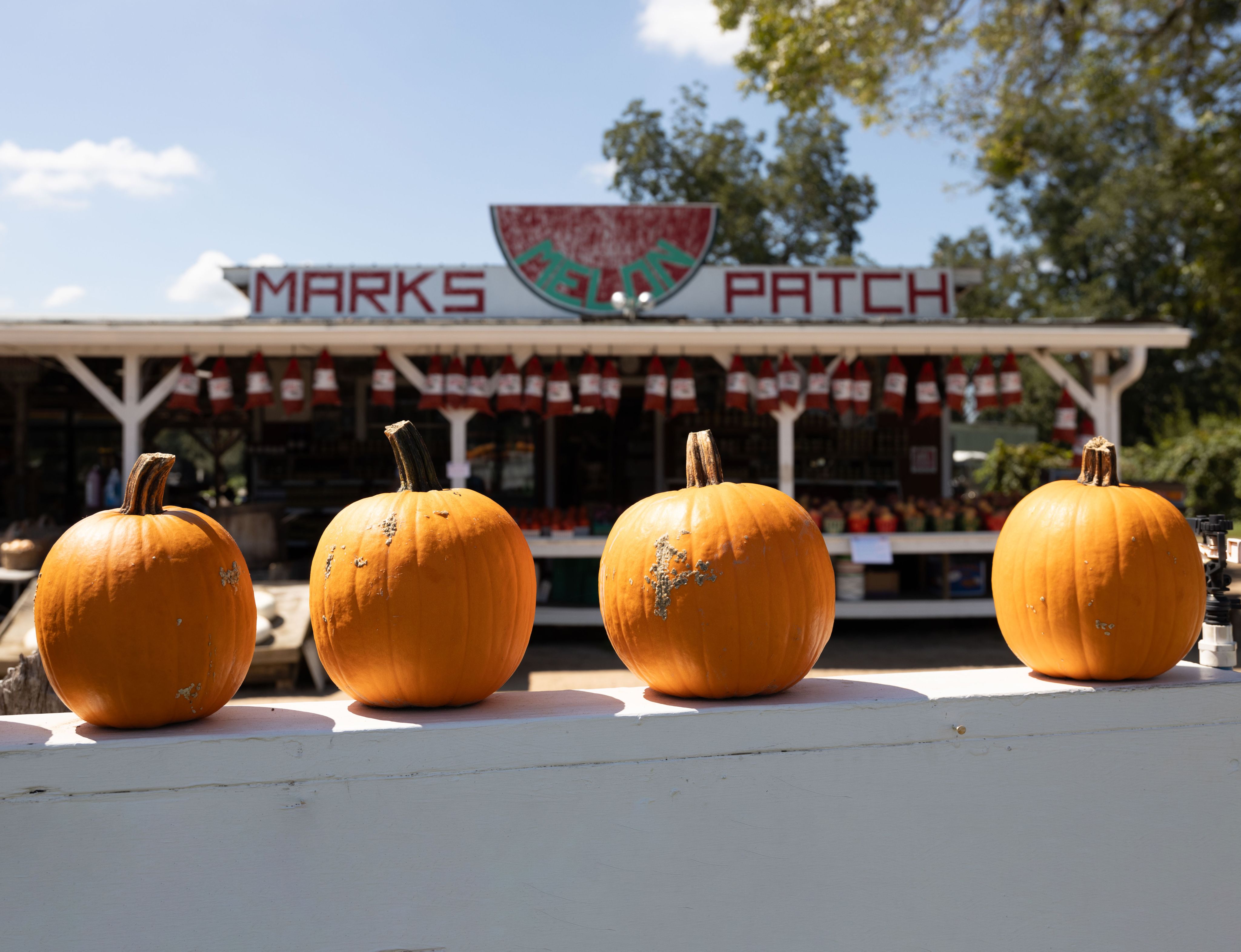A row of orange pumpkins sit on a white railing with a farm stand in the background that has a Mark's Melon Patch sign in red writing on the roof.