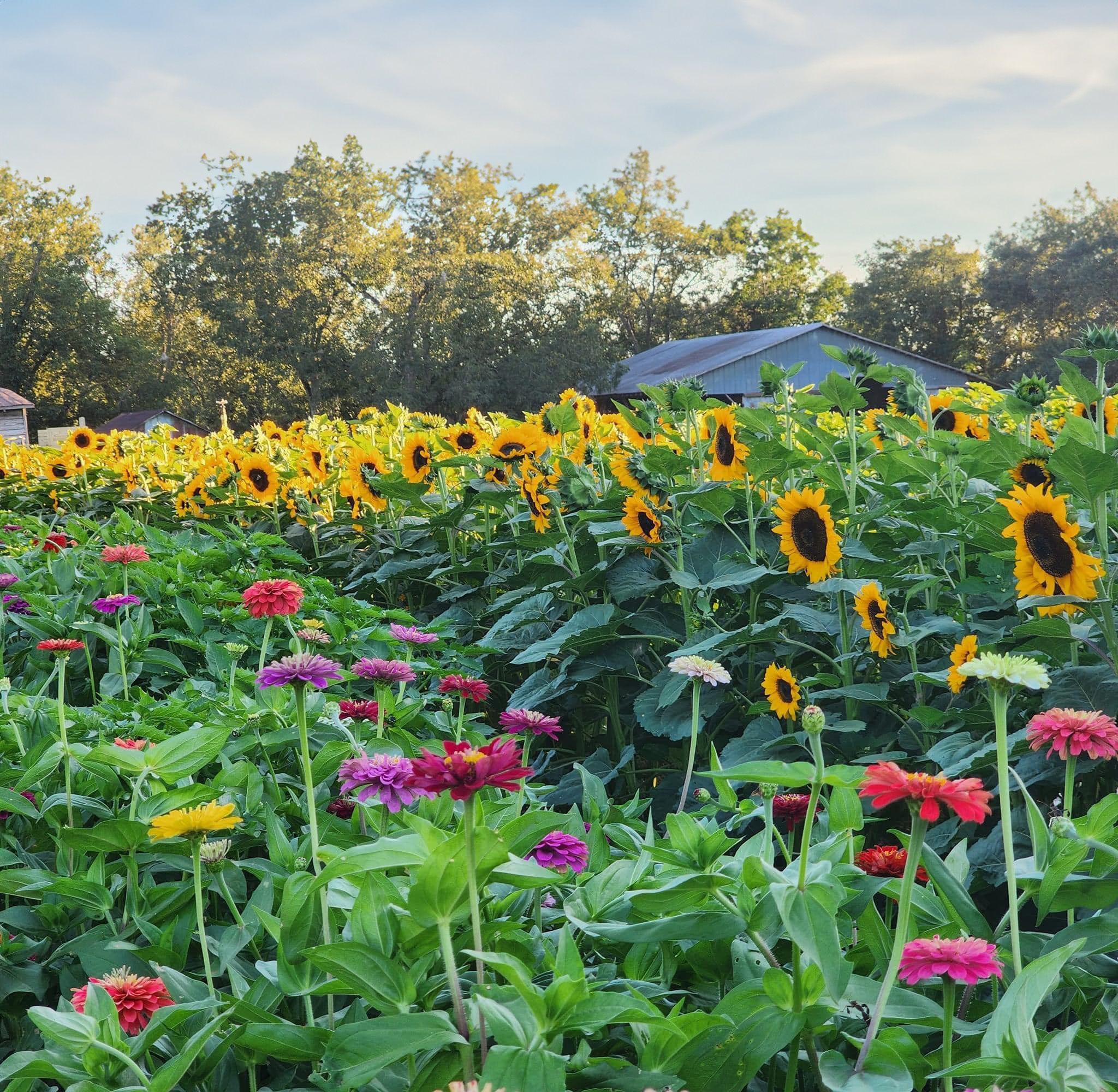 Several rows of yellow sunflowers and red and purple zinnias with a grey barn and trees in the background.