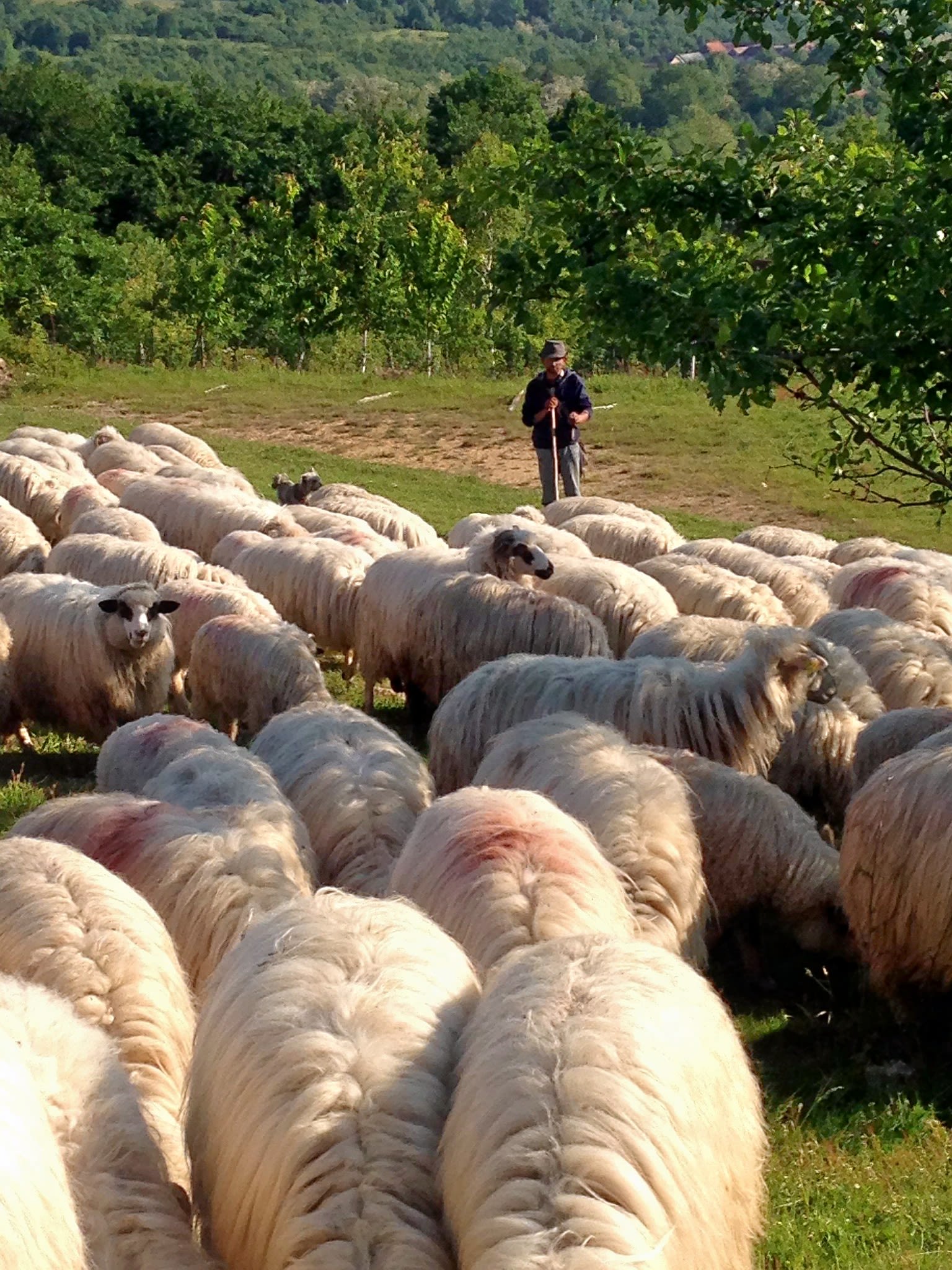 A man holding a walking stick and wearing a hat is herding sheep.