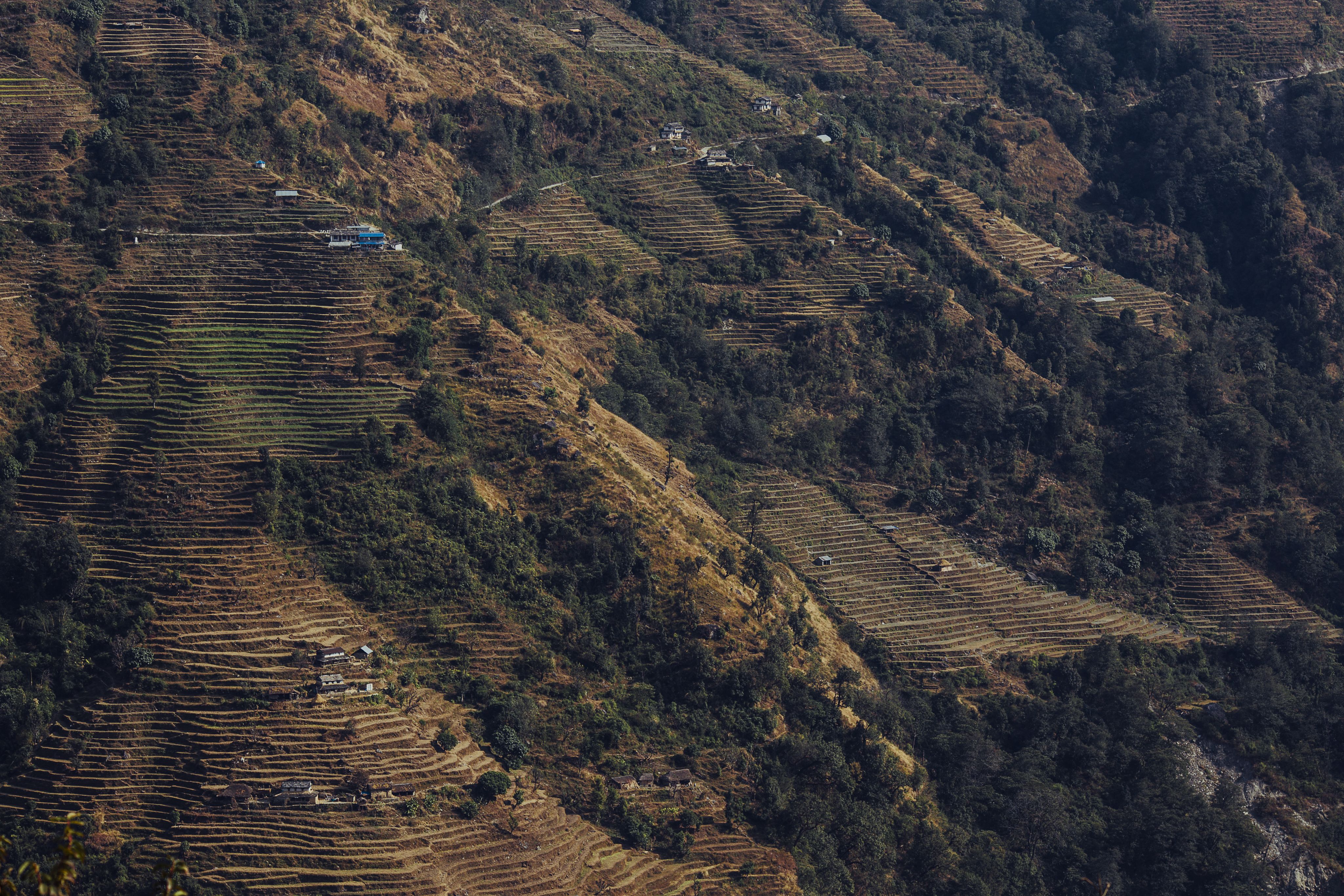 Ripened rice terrHouses, terraces and green forest in the foothills of Nepalaces in Kathmandu Valley, Nepal