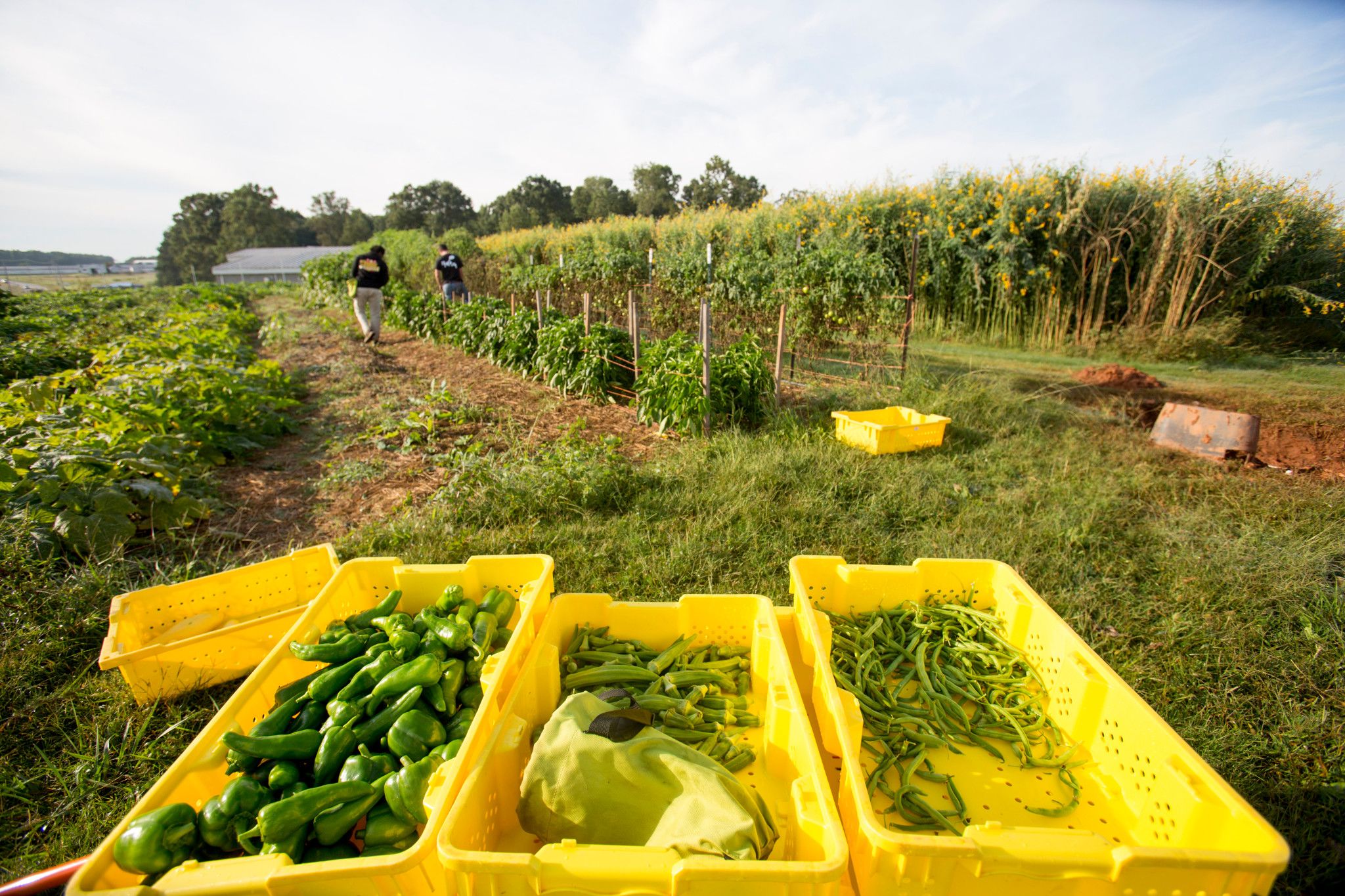 Campus Kitchen at UGA students harvest crops in UGArden to feed the community.