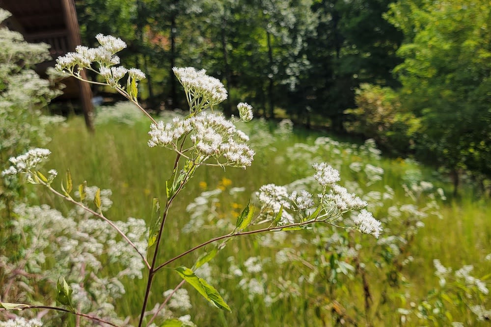 A prairie with native grasses and blooms in the foreground