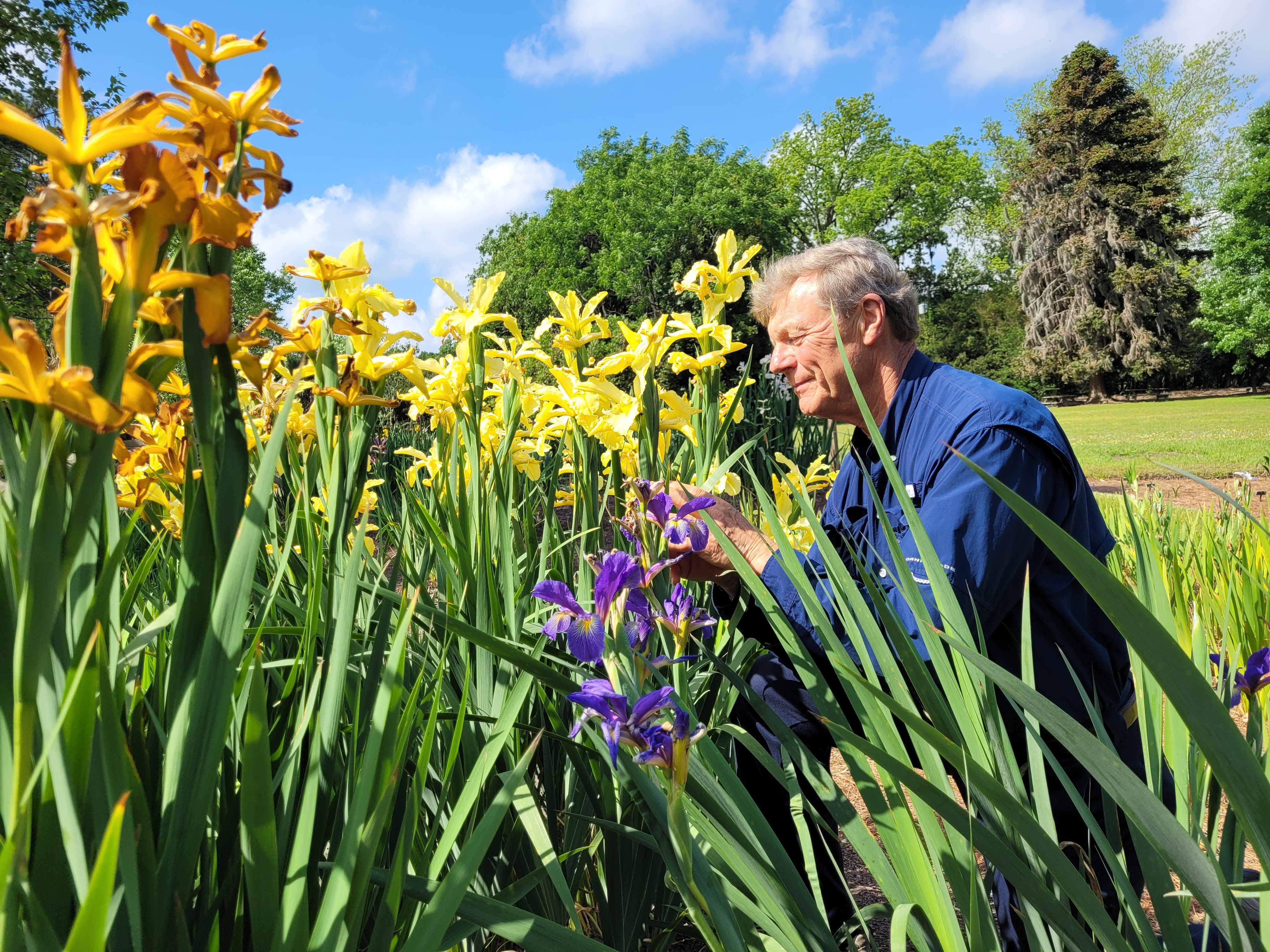 Stan Gray tends to the iris garden at the Coastal Georgia Botanical Gardens in Savannah
