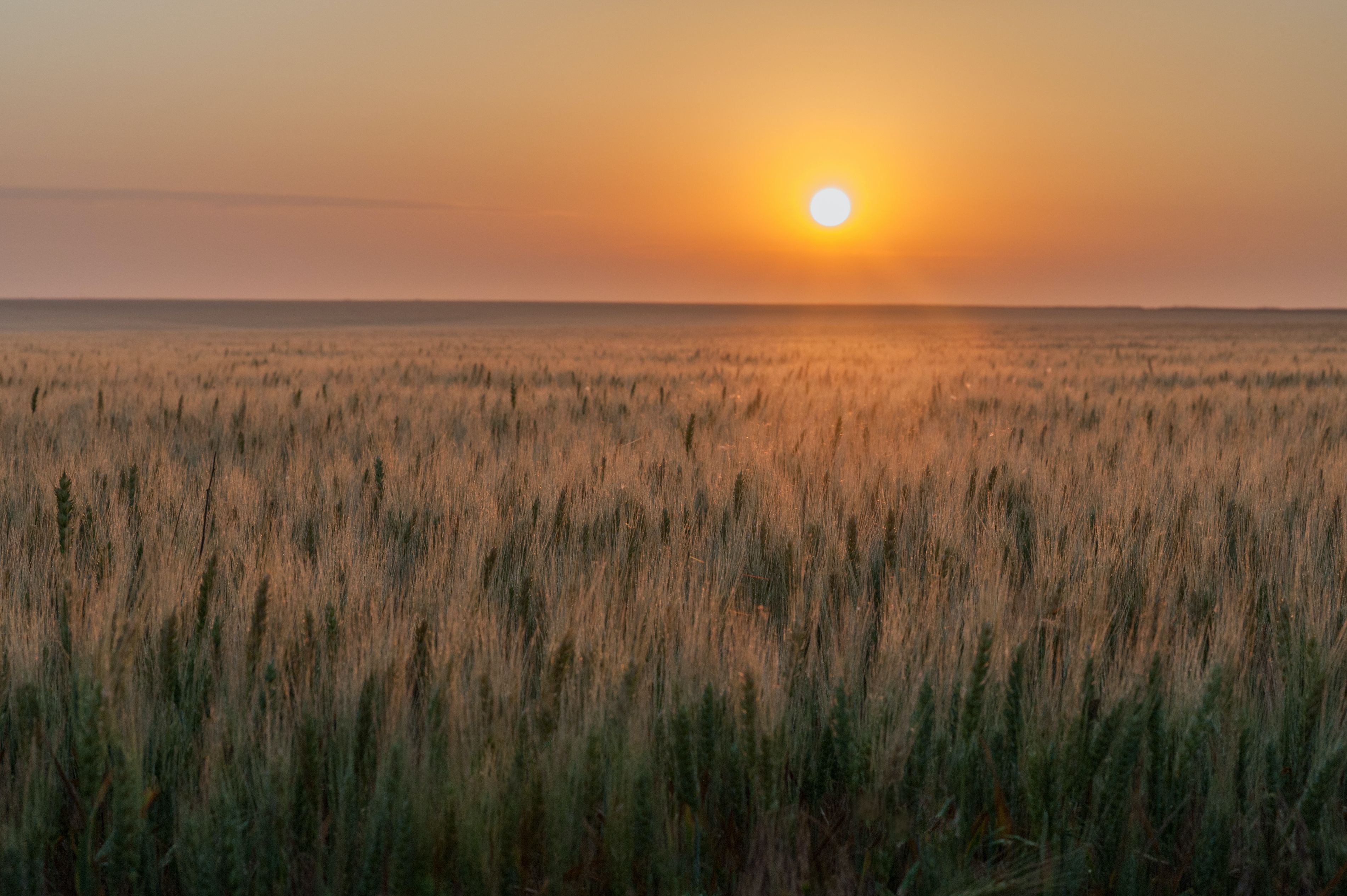 Wheat growing under sunset in the Great Plains region of the U.S.