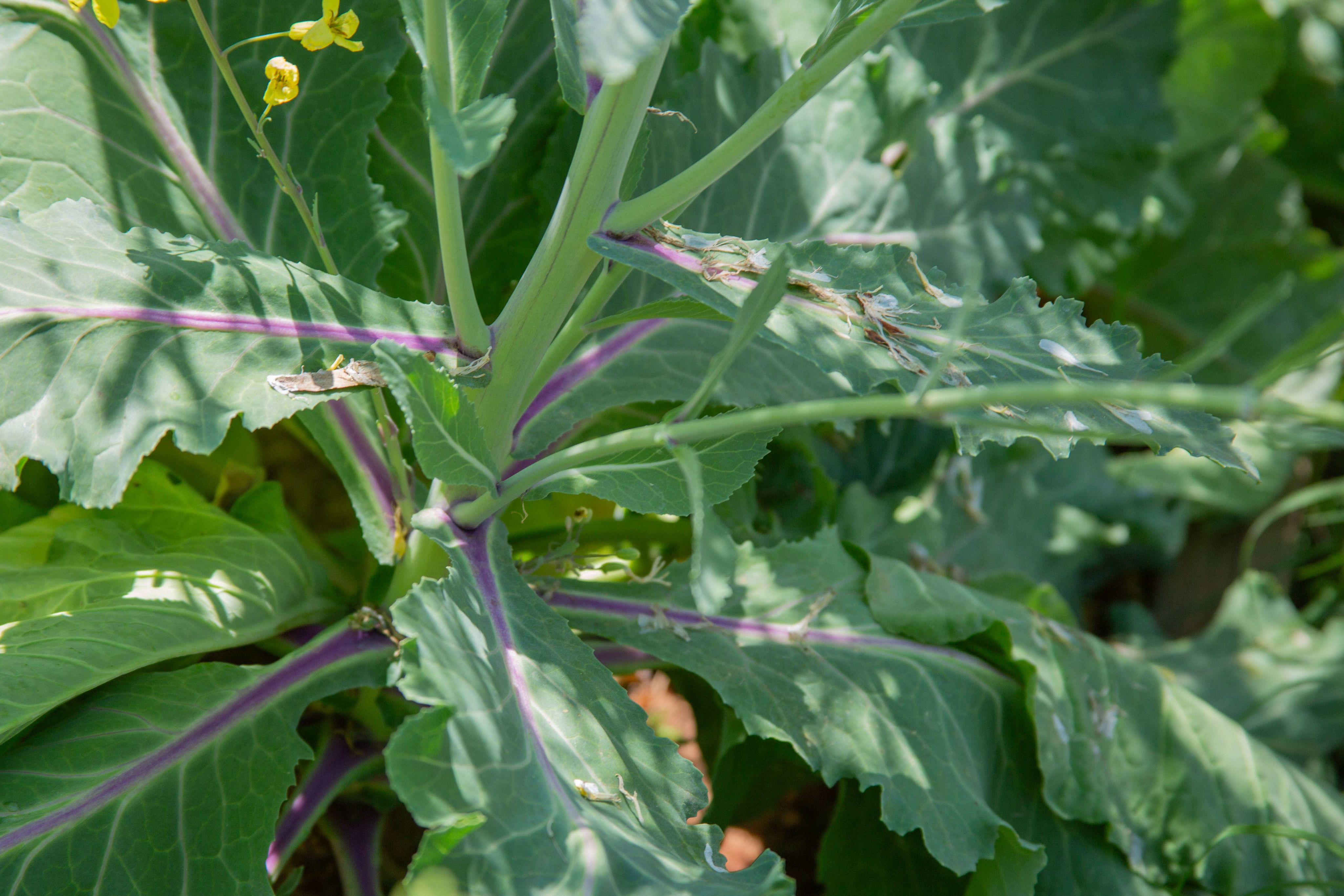 Close-up of a purple vined collard green.
