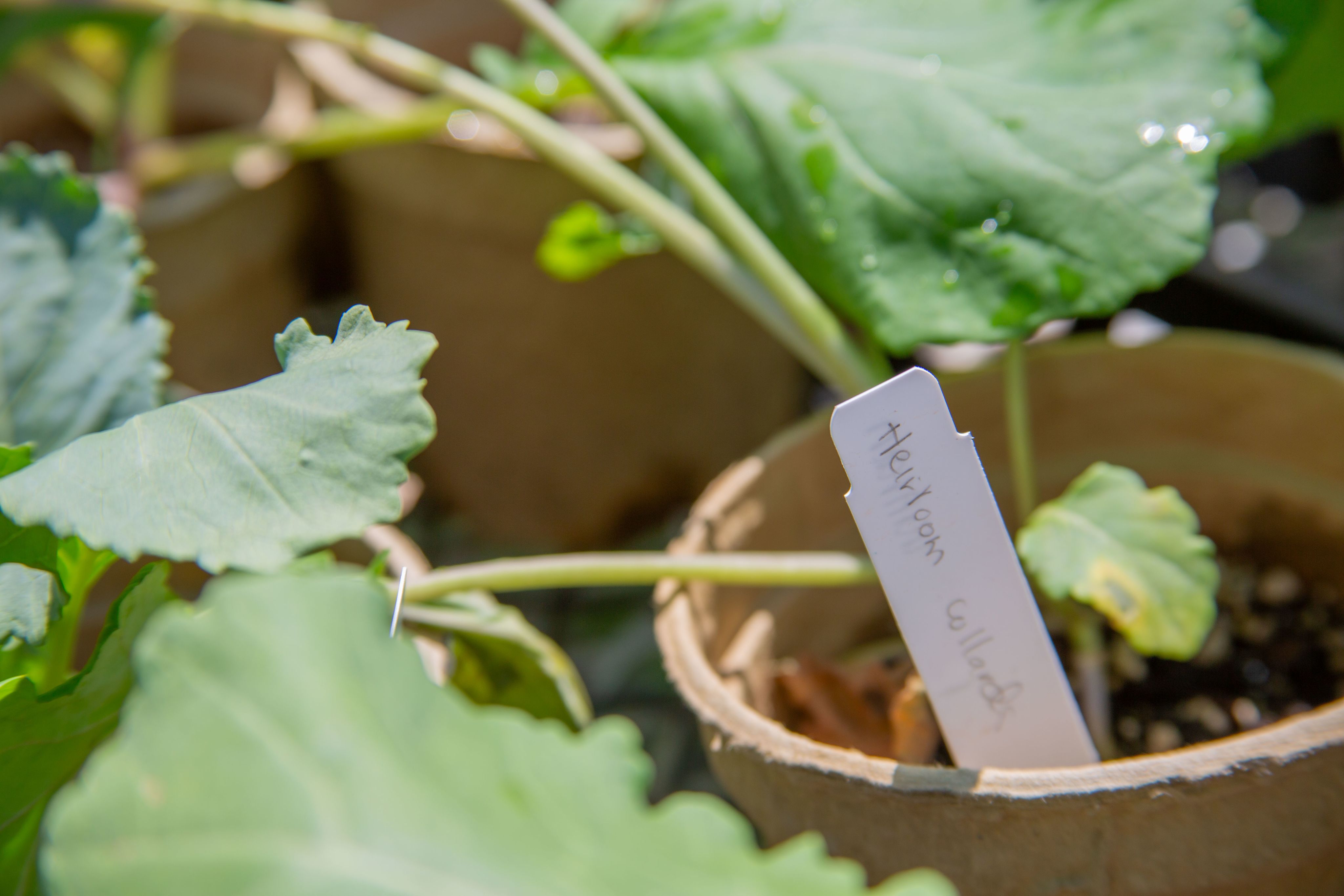 A close-up of a potted heirloom collard plant with large green leaves. A white plant label in the soil reads "Heirloom collards" in handwritten text.