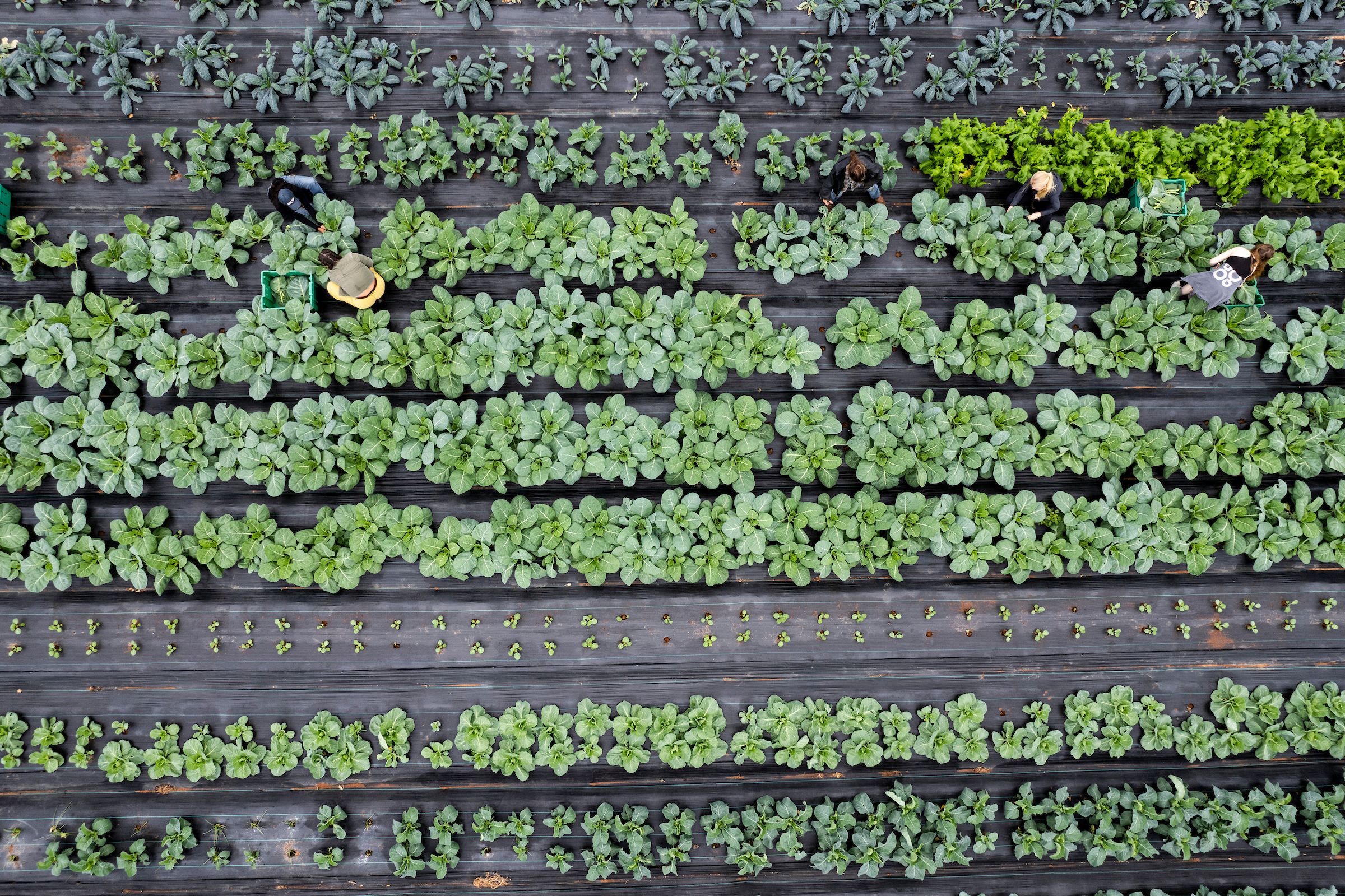 Aerial view of a vegetable field with evenly spaced rows of collards; four workers harvest the crops, placing them into small green crates.