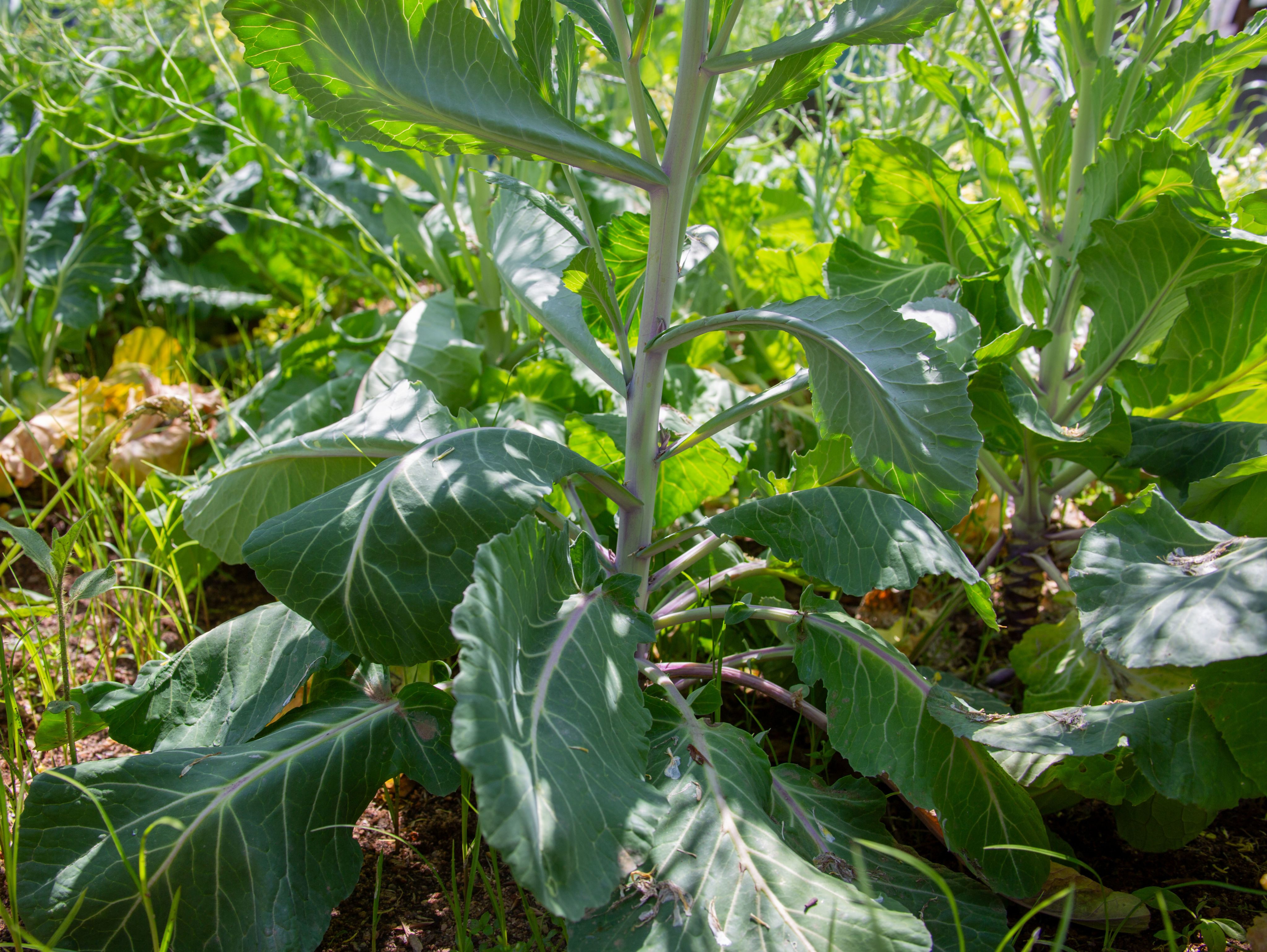 Purple collard green plants with broad leaves and sturdy stem in a sunlit garden bed.