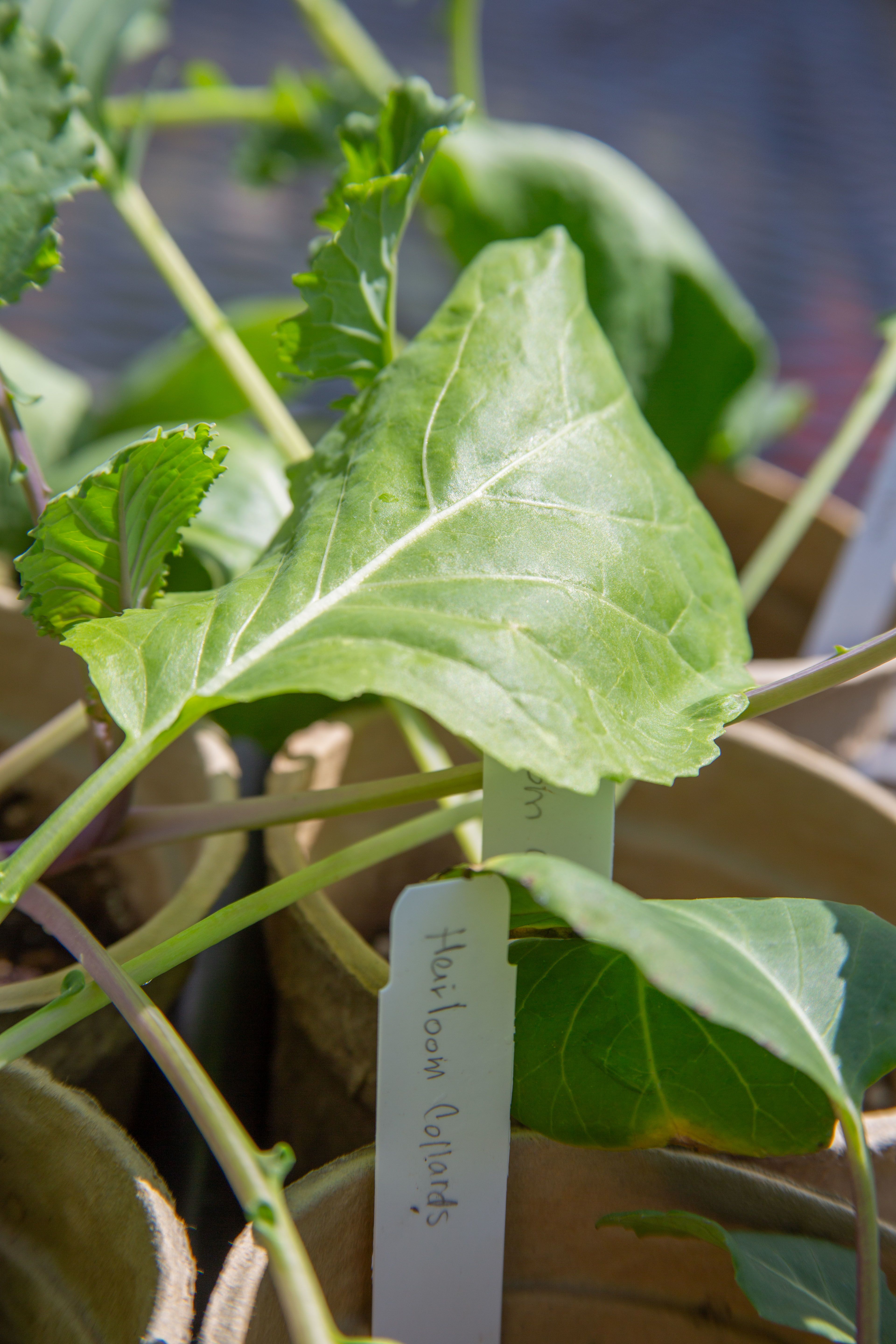 A close-up of a potted heirloom collard plant with large green leaves. A white plant label in the soil reads "Heirloom collards" in handwritten text.