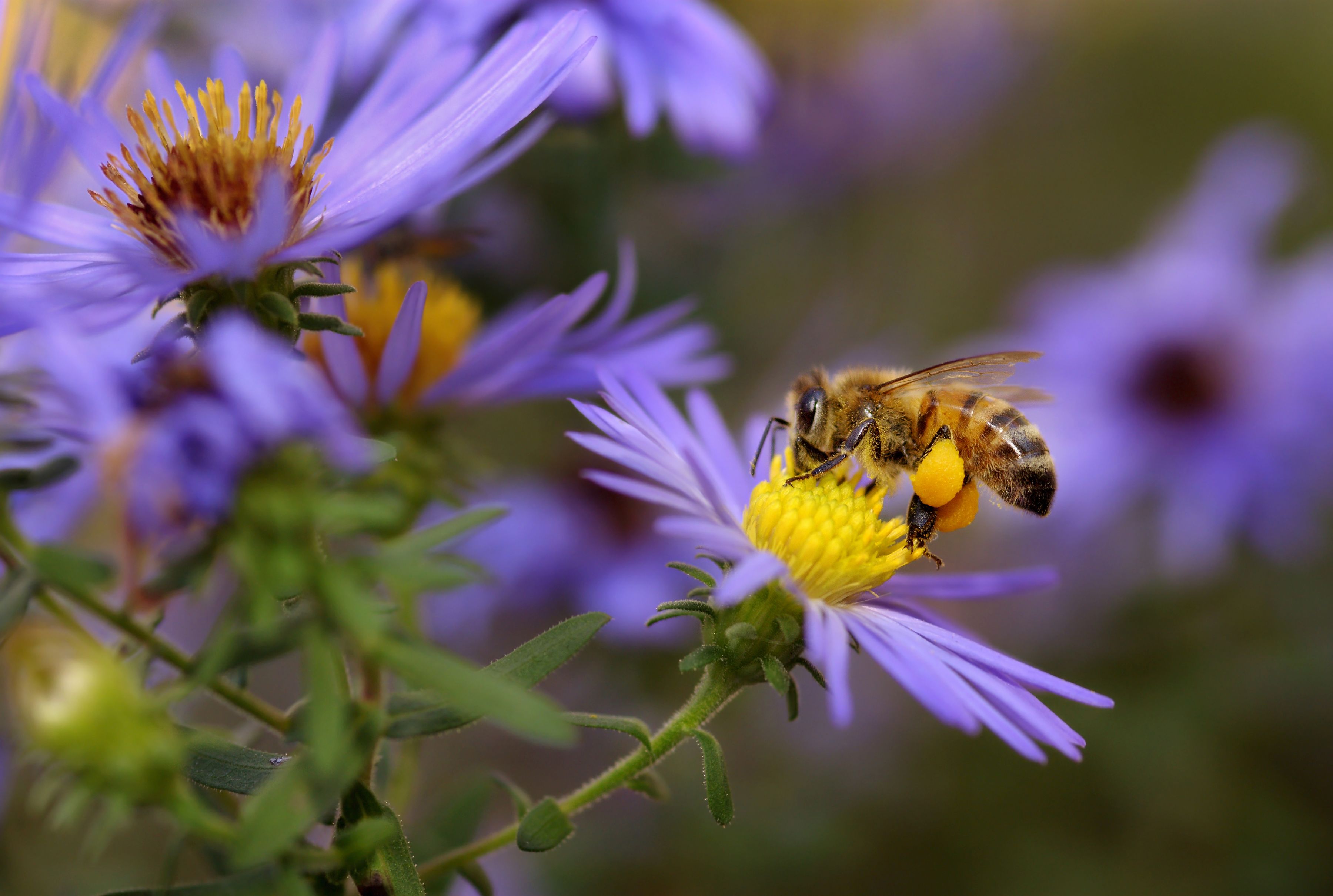 A close up of a fuzzy bee collecting nectar from purple wildflowers. The bee has pollen sacs hanging from its hind legs.
