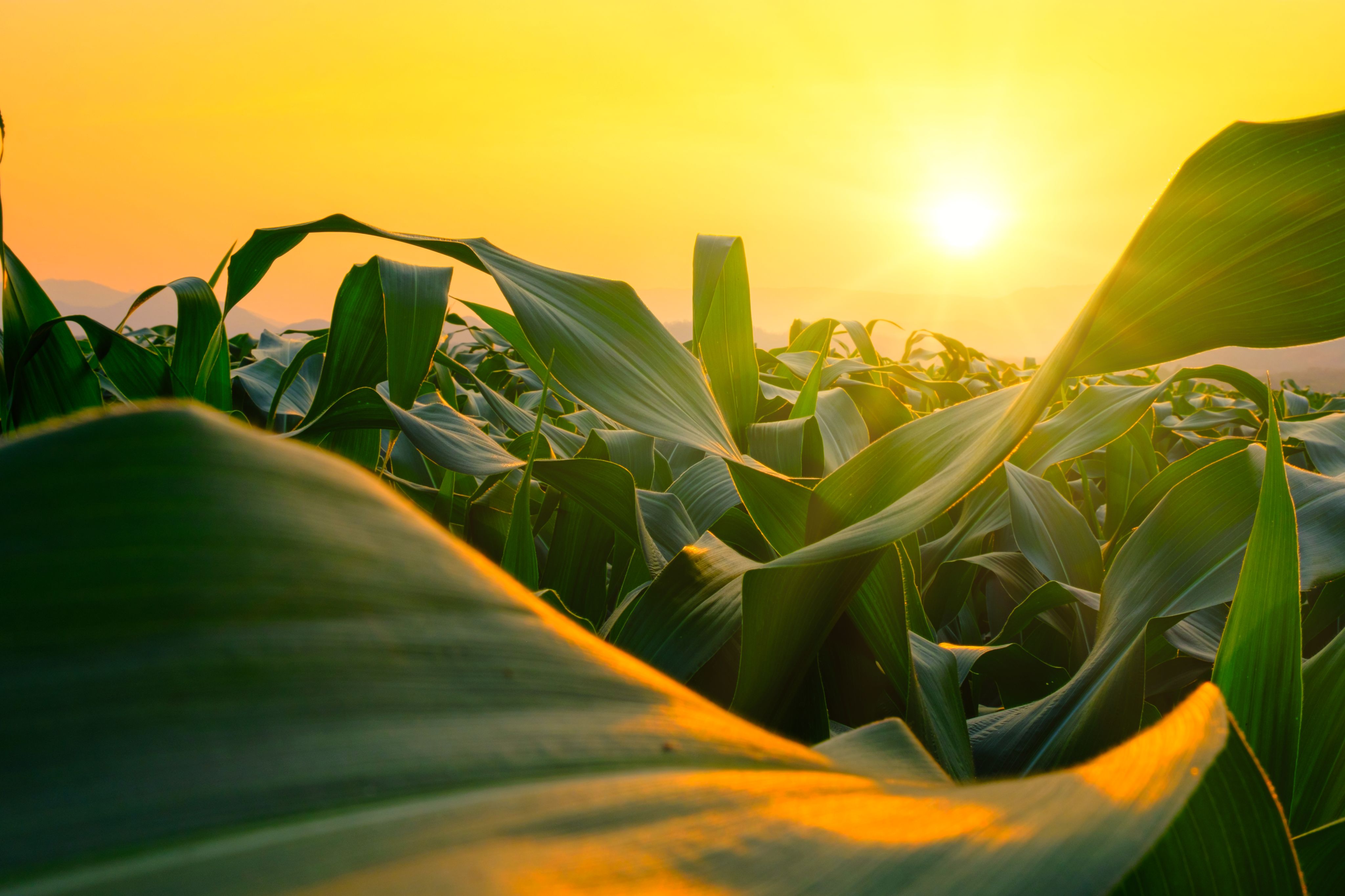 Green leaves reflect the sunset in a corn field