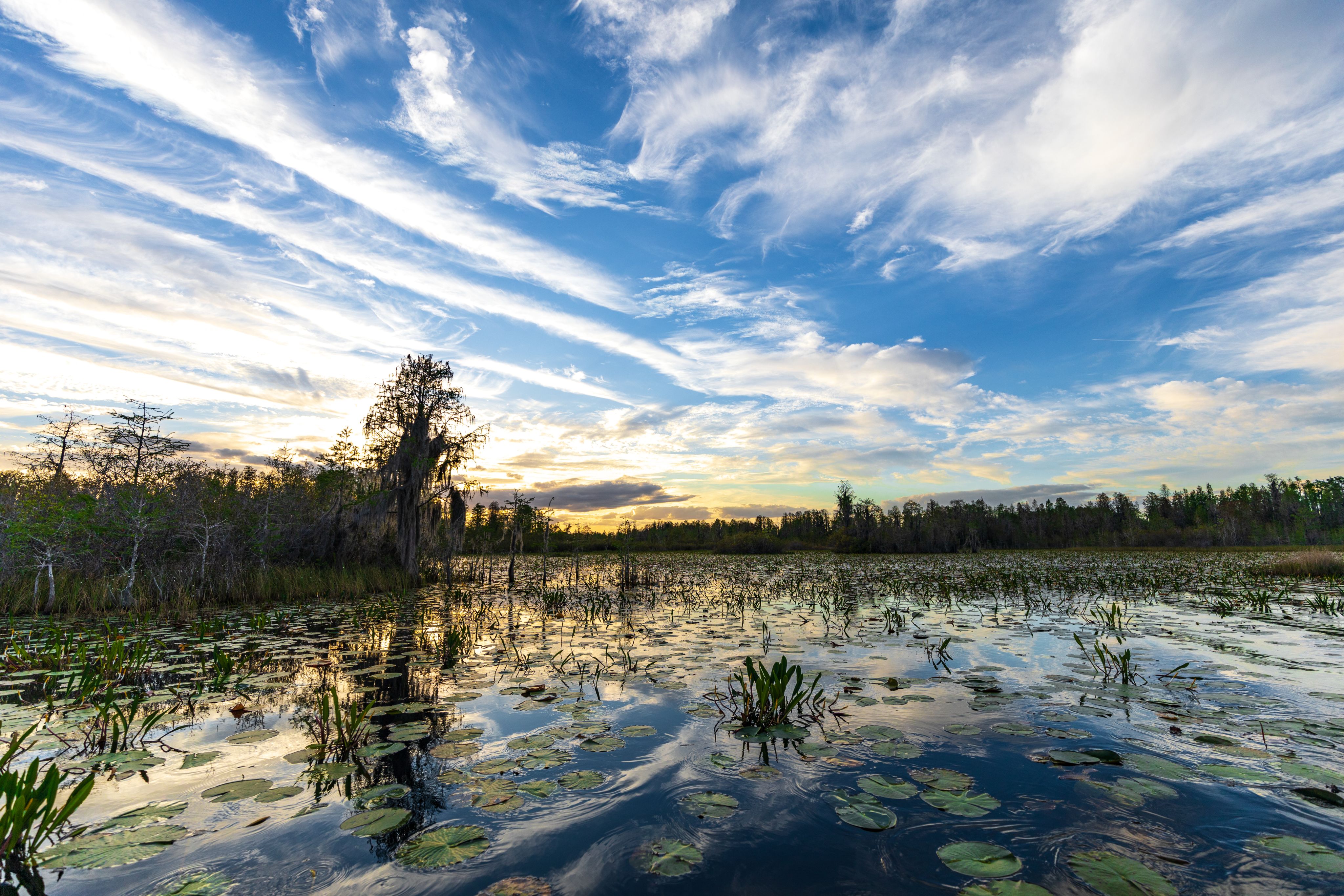 Landscape sunset on east side of Okefenokee swamp refuge.