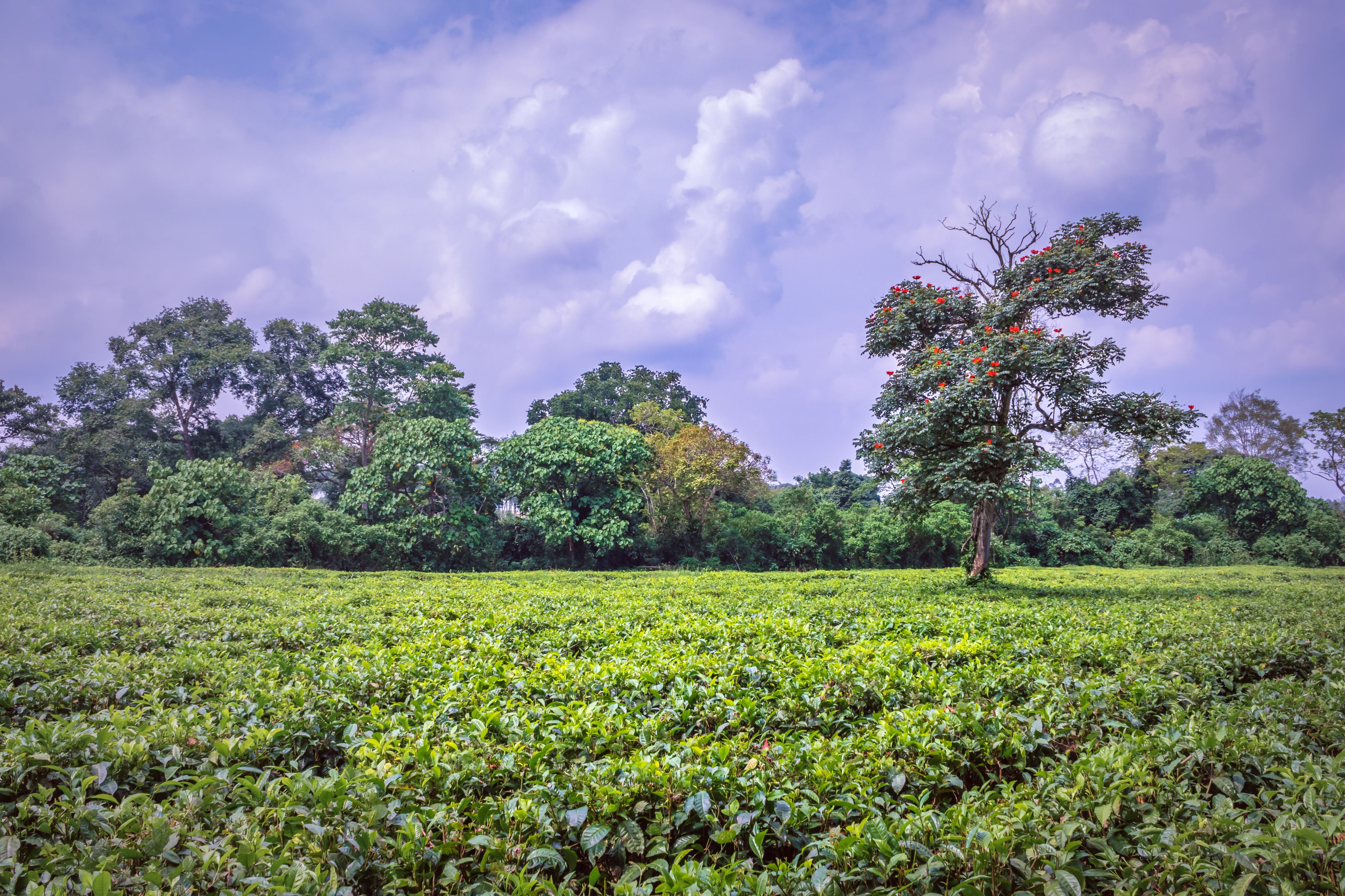 Peanuts growing on plant (Arachis hypogaea) being harvested, cleaned and ready to eat, Uganda, Africa