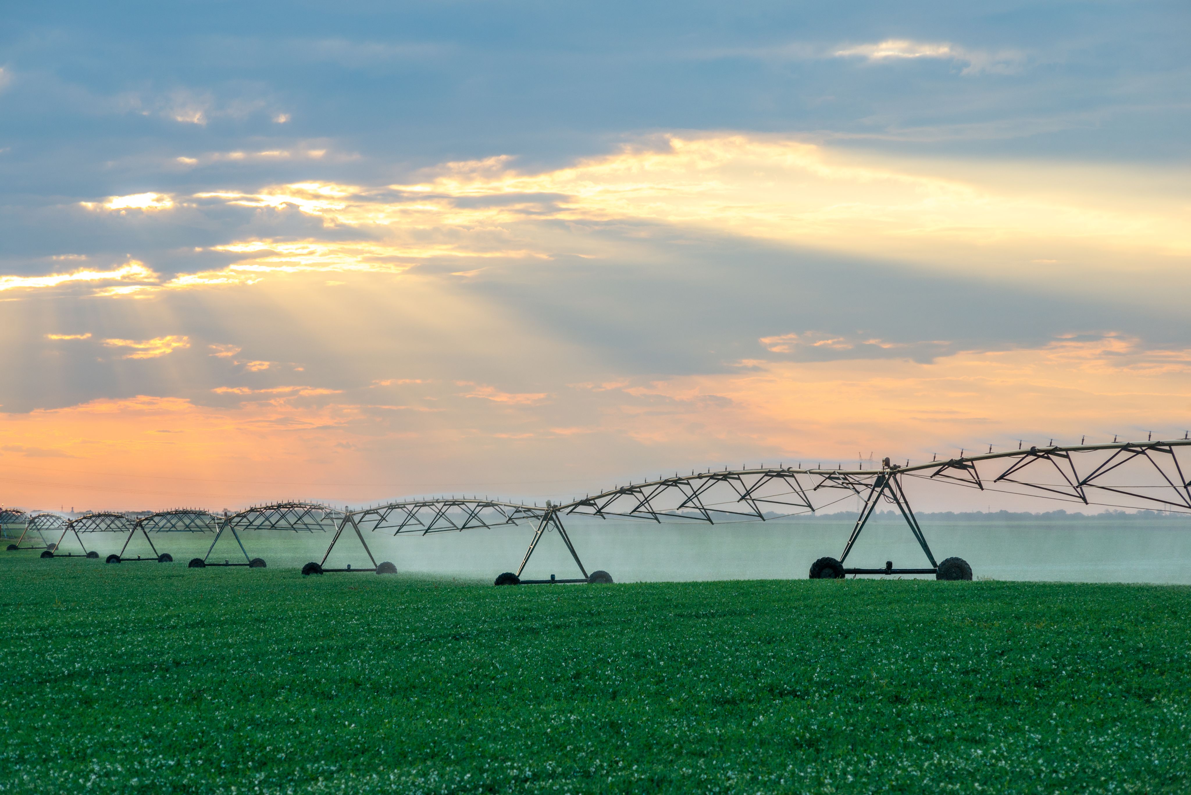 Irrigation sprinklers water fields of soybean in summer.