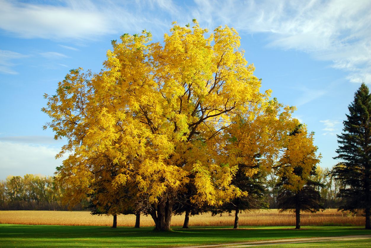 wide shot of a black walnut tree in autumn with yellow leaves against a blue sky with a few clouds