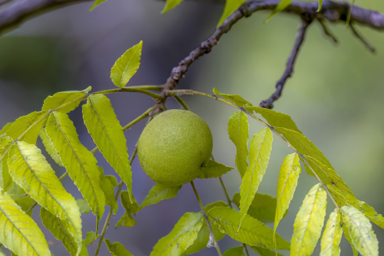a green black walnut fruit hangs on a small branch with green leaflets