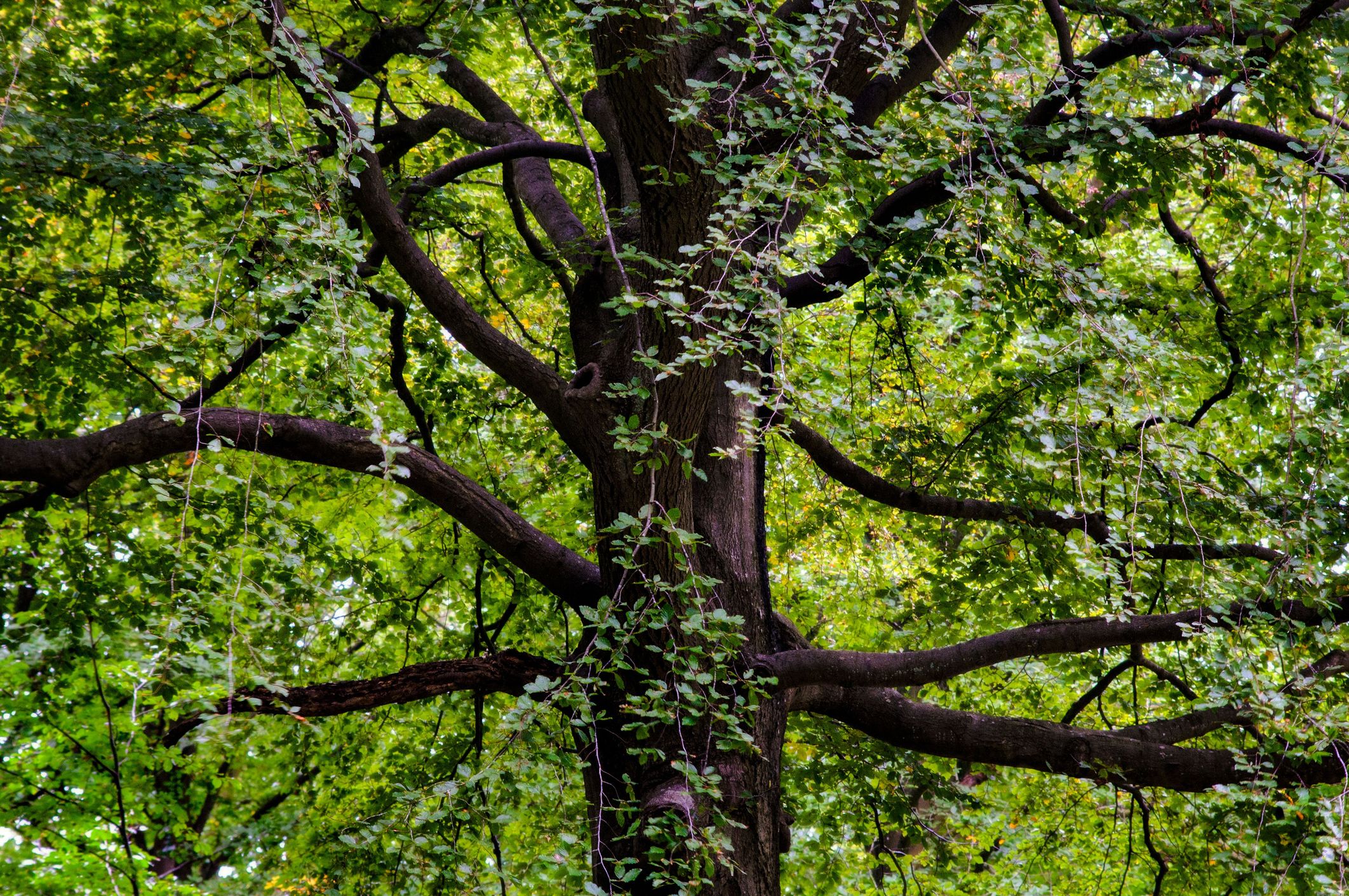 a medium shot inside the canopy of a large black walnut tree during the growing season