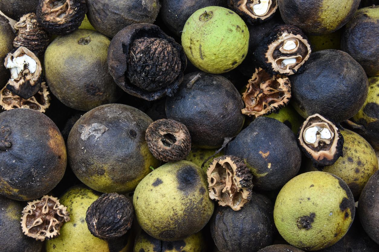 a close up of a group of black walnuts in varying stages of maturation, from green to black to already opened