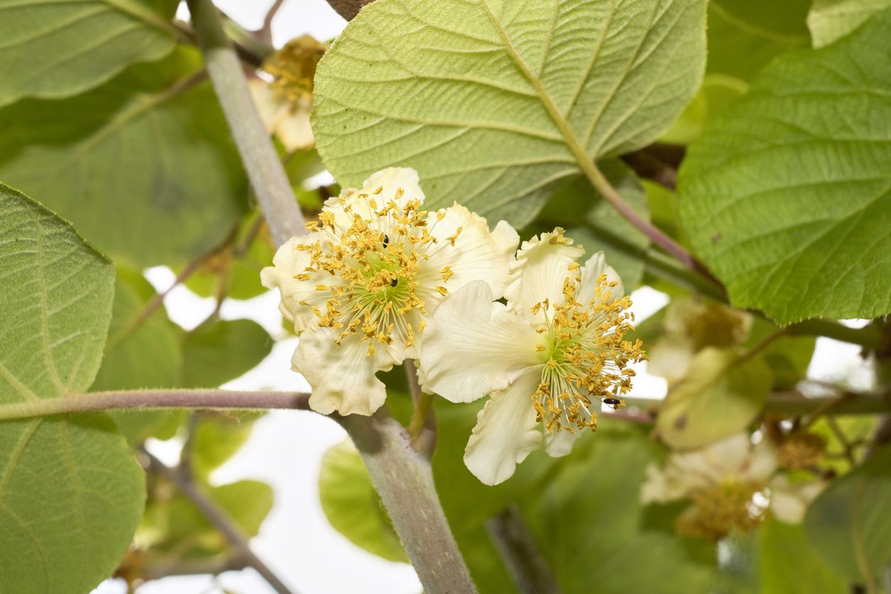 White and yellow kiwi flowers growing against a light brown vine and the underside of large green leaves