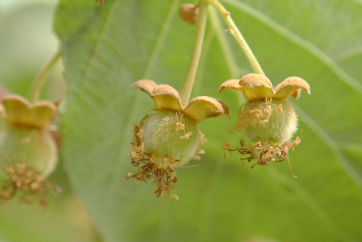 Tiny light green kiwi pop out of the kiwi buds