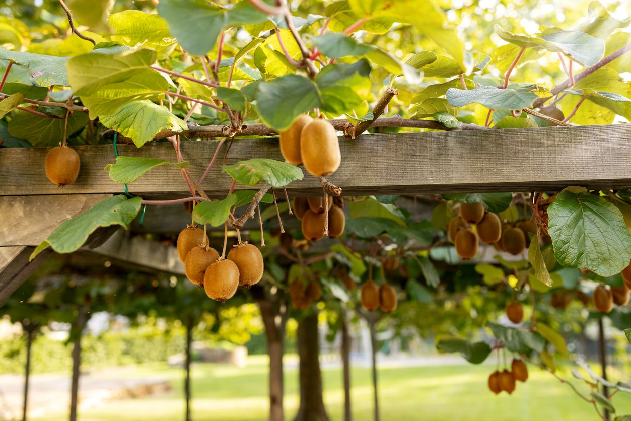 mature kiwifruits hang on a vine with large round leaves supported by a wood trellis