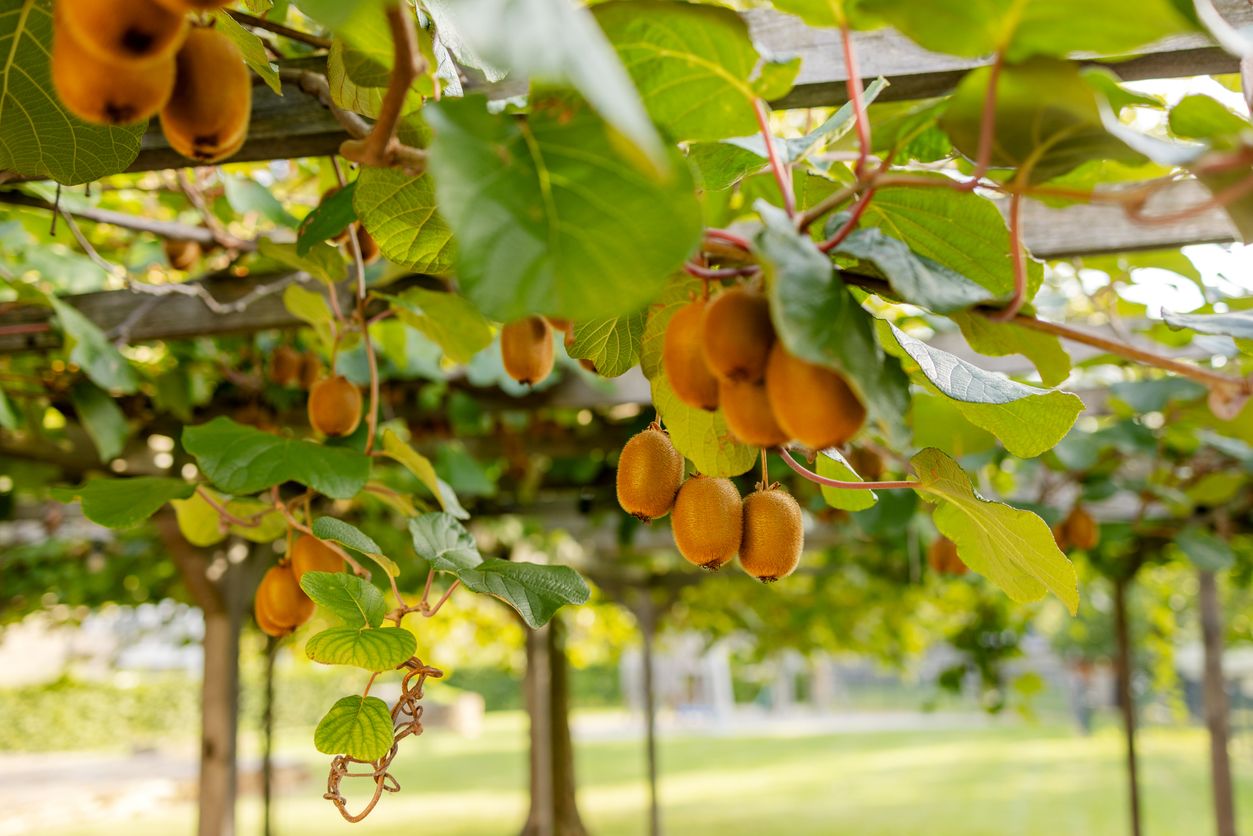 brown fuzzy kiwifruits hanging under a trellis surrounded by their large green leaves