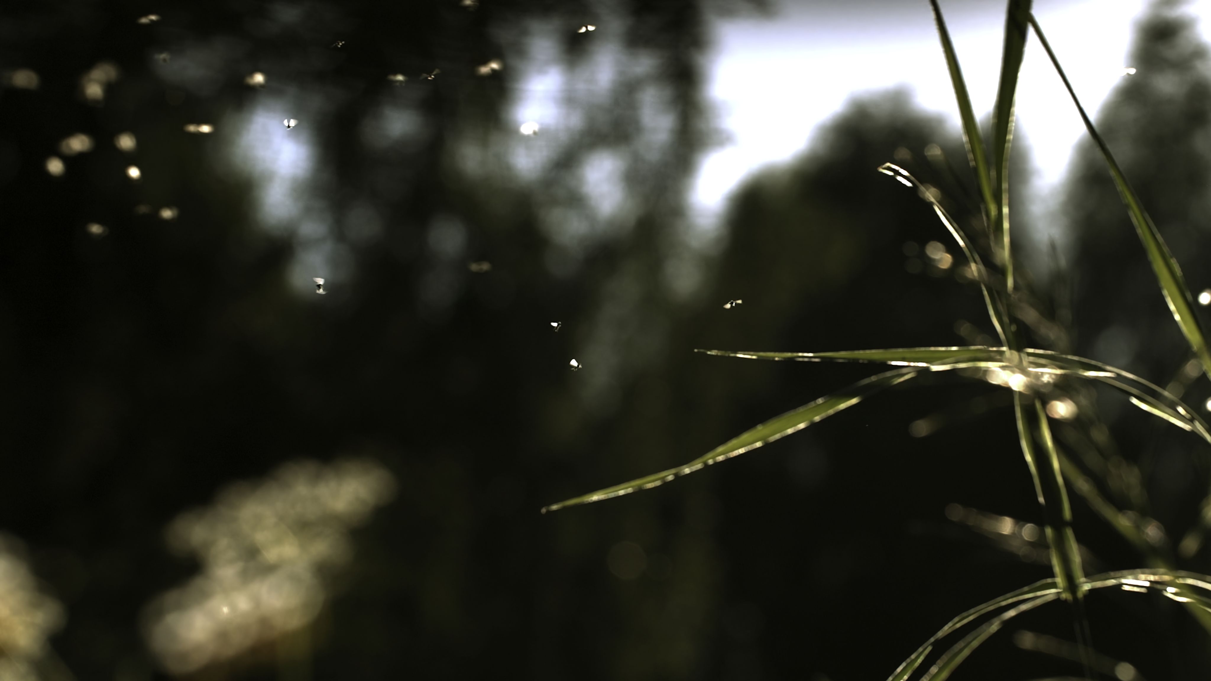 Small black insects fly on the green grass under the rays of the sun