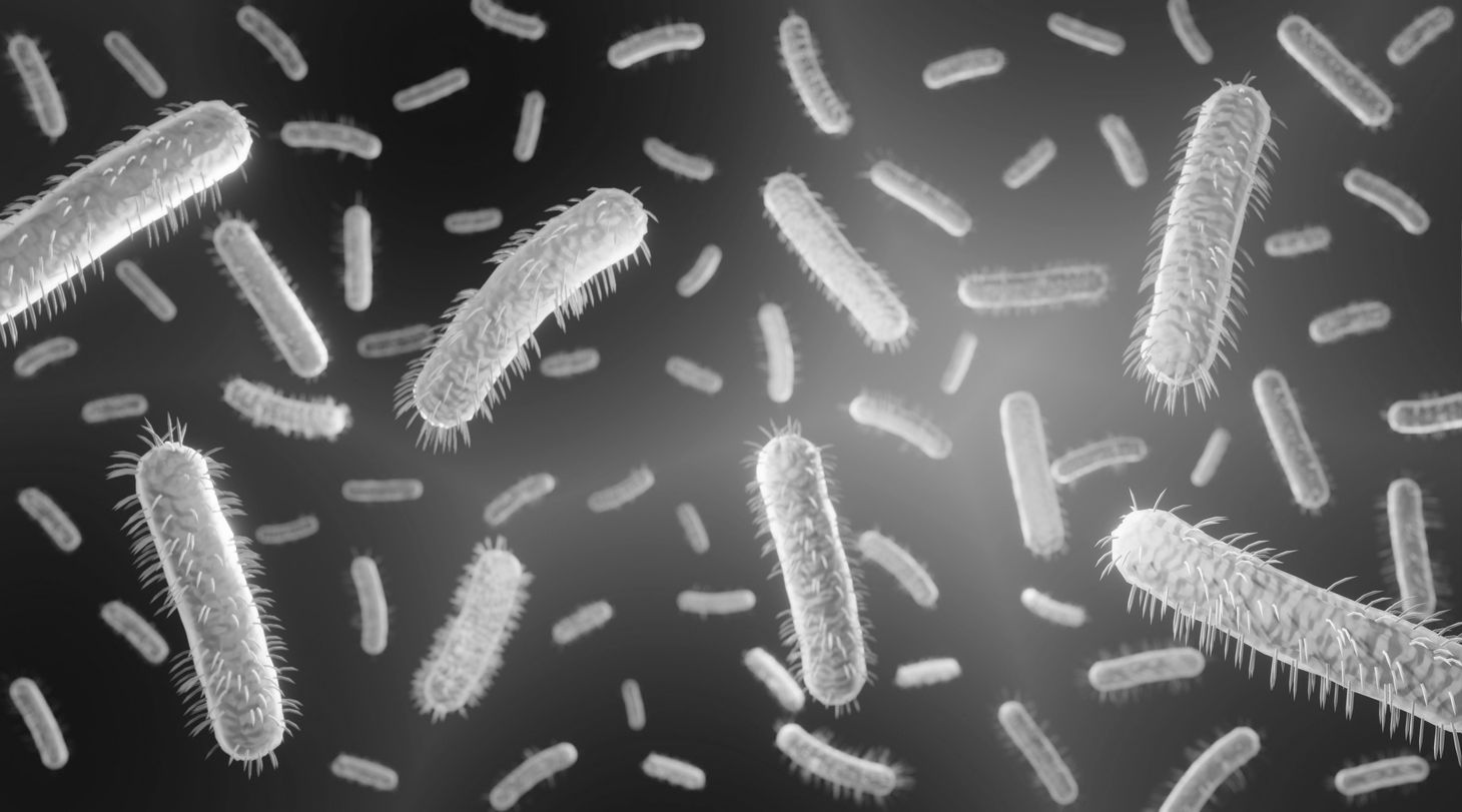 E. coli bacteria in black and white