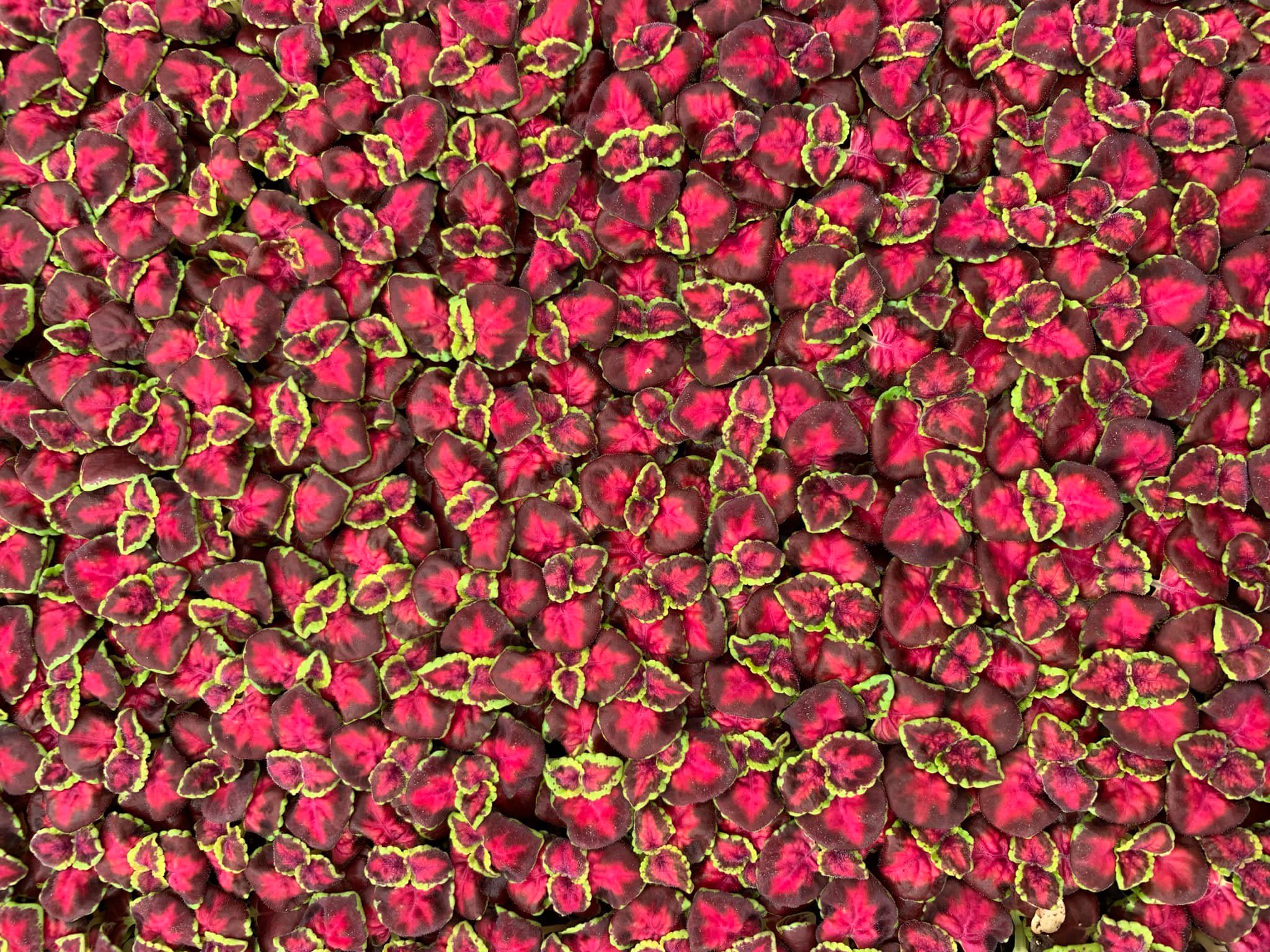 A photo of young coleus plants, shot from above