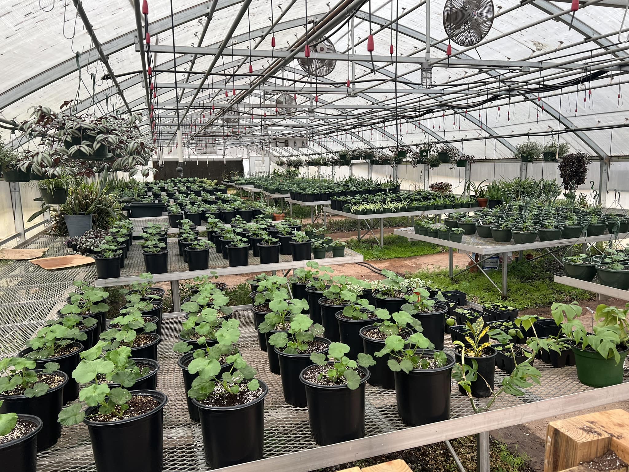 The greenhouse used for the Madison County High School FFA plant sale, with rows of geraniums in the foreground