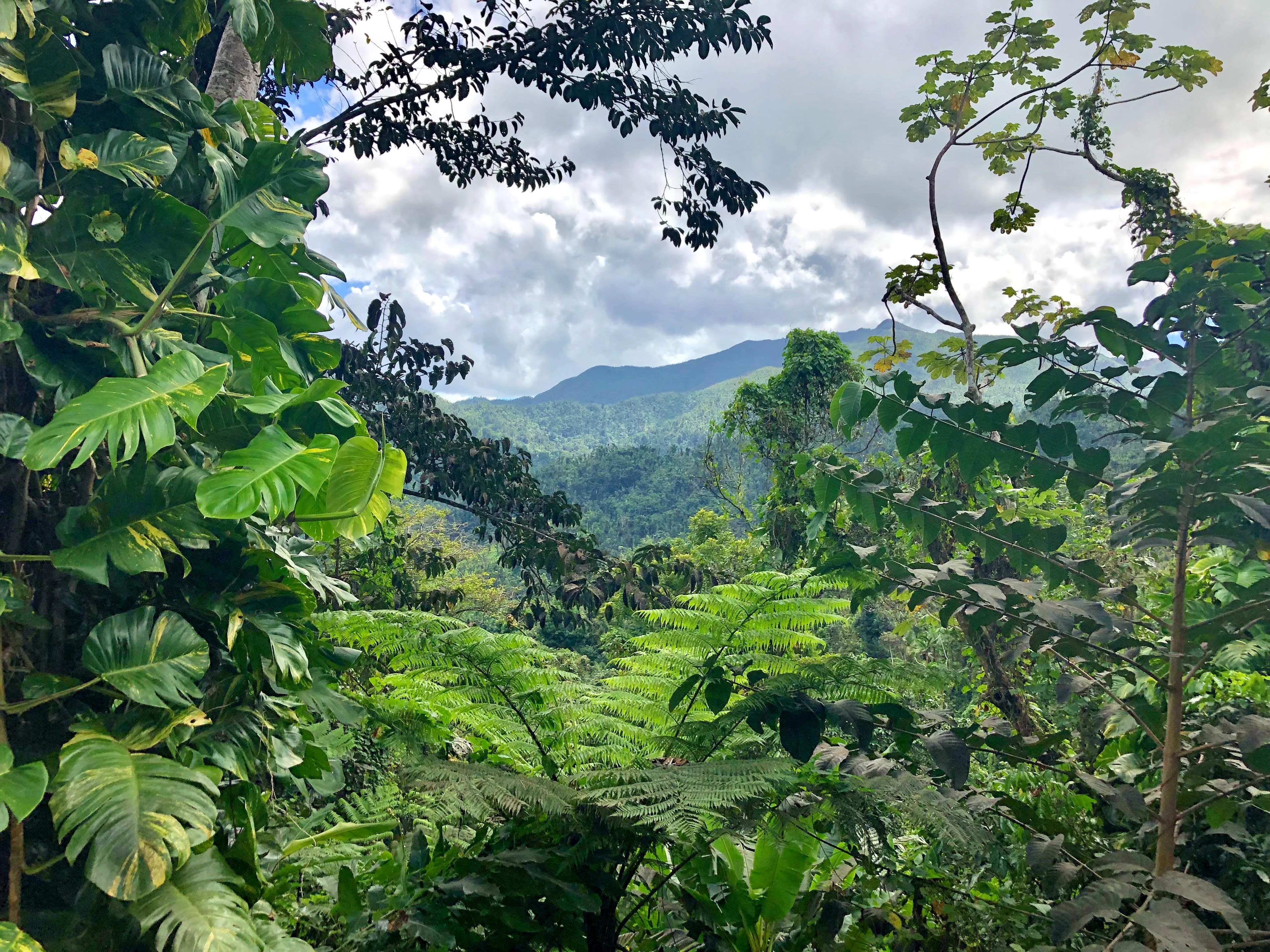 A view through the trees and vegetation to a mountain in El Yunque National Forest, Puerto Rico