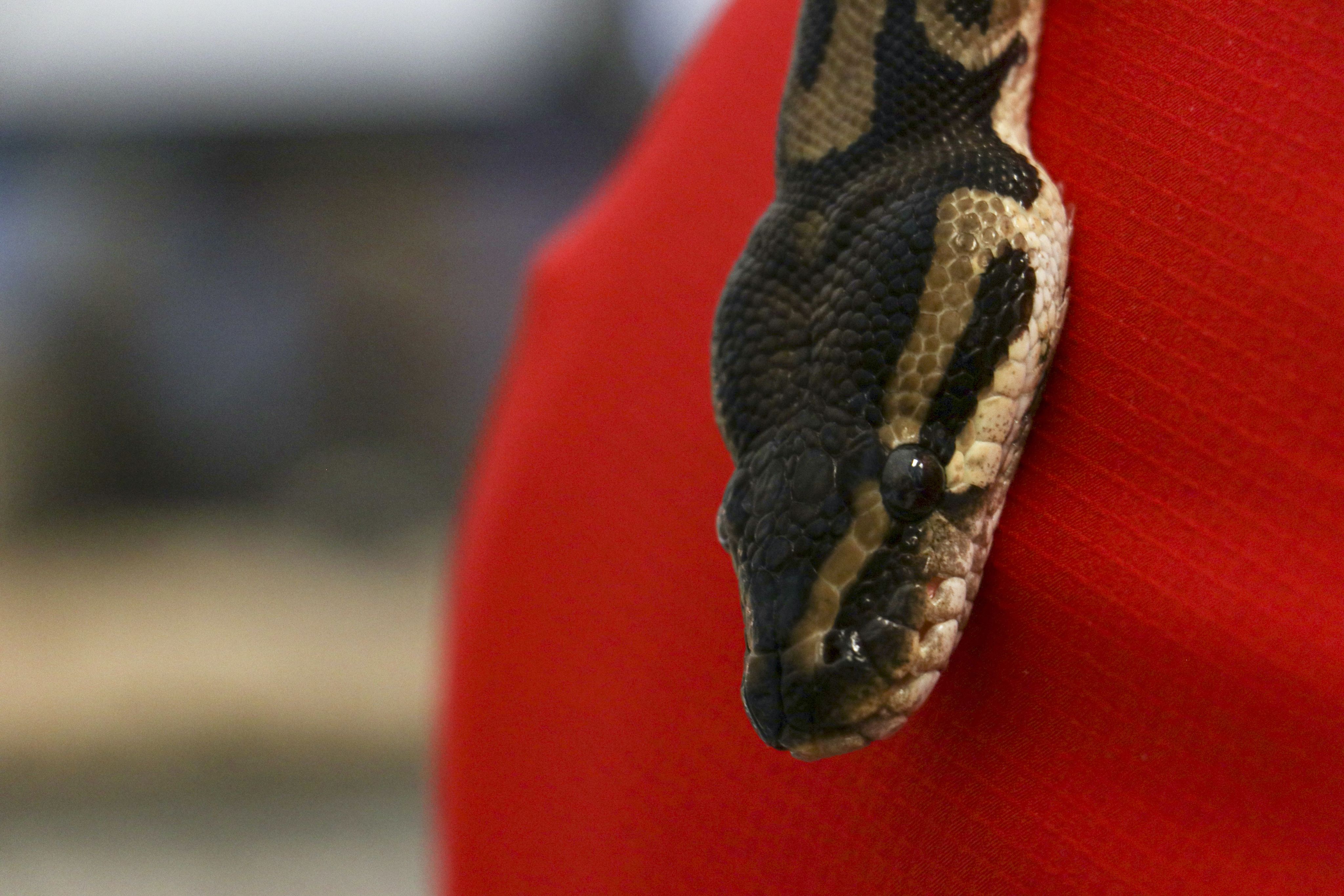 A close-up of a snake's head against a UGA CAES employee's red shirt