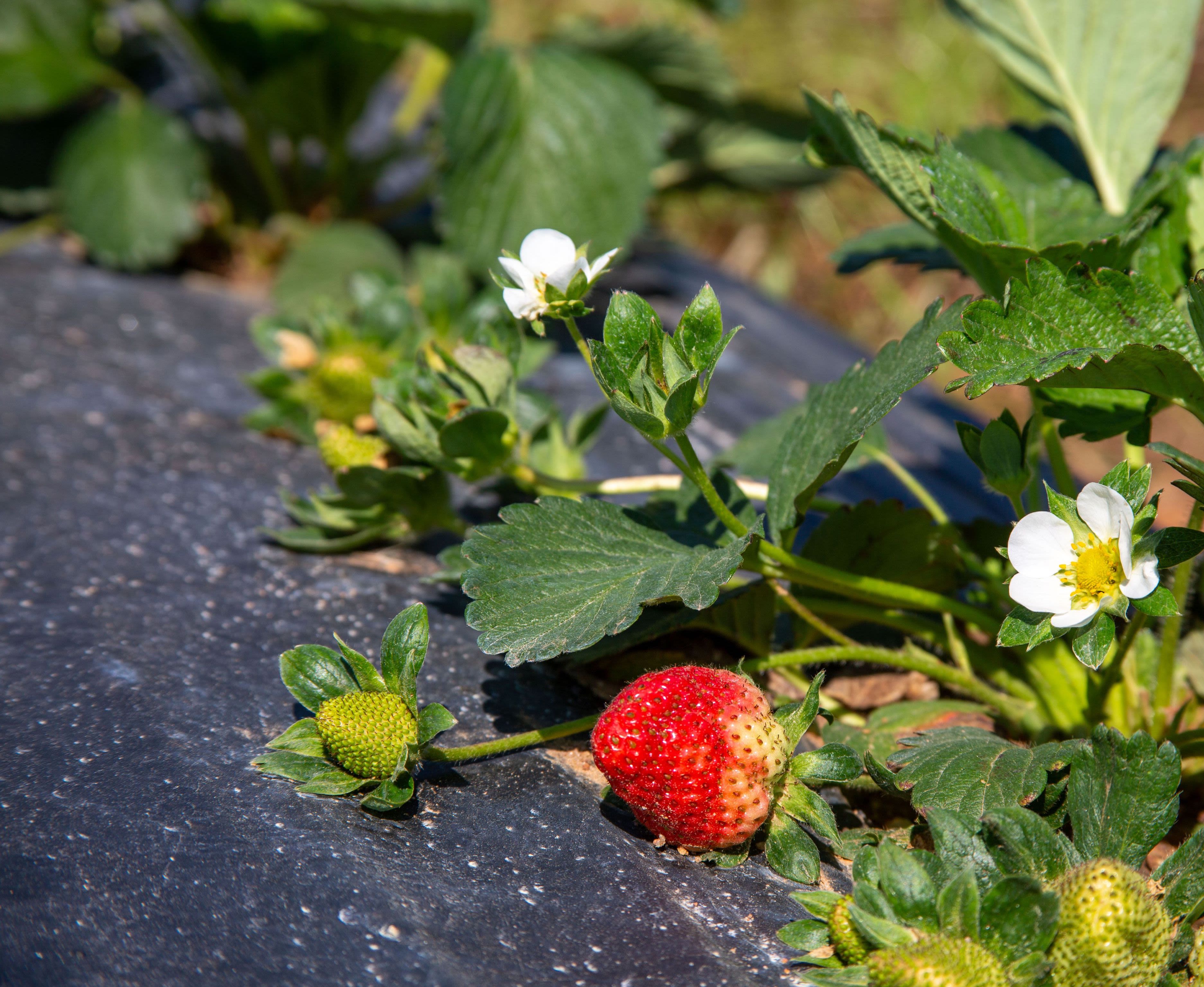 An image of a strawberry plant with both a bloom and ripened fruit visible.