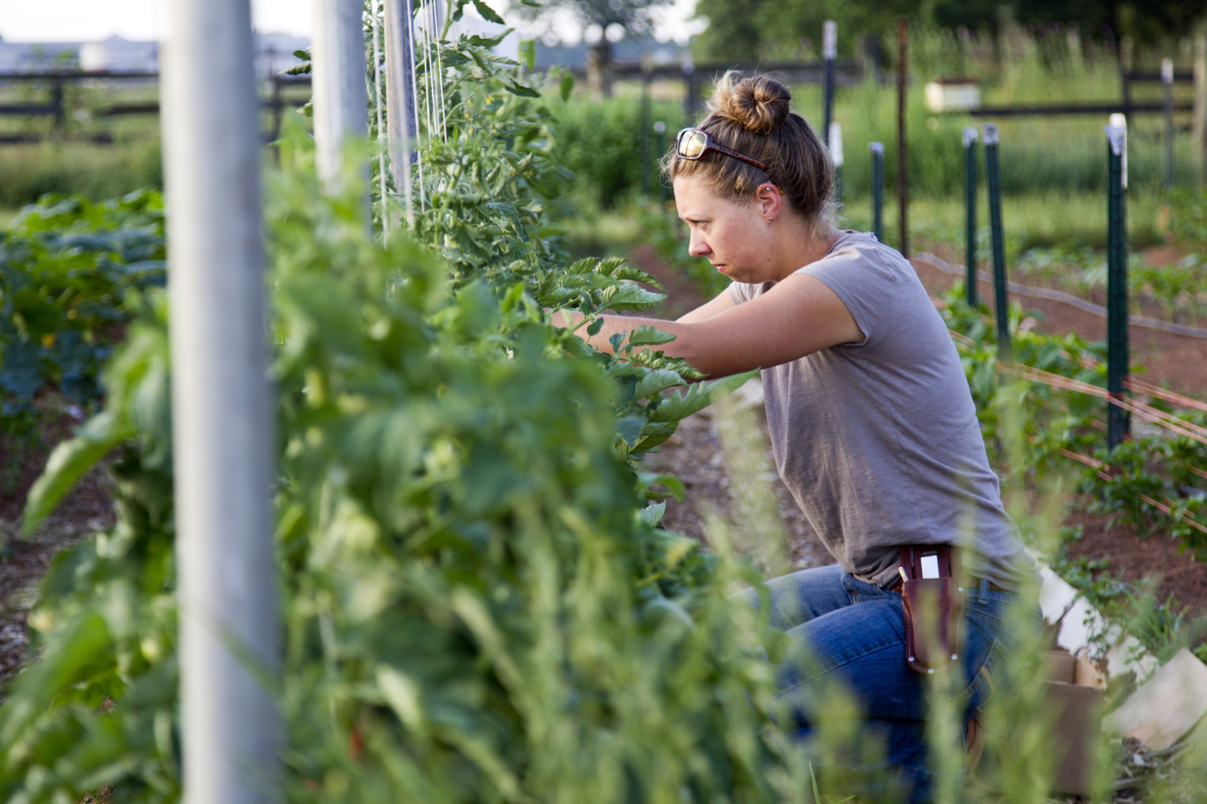 UGArden manager kneels to harvest tomatoes in UGArden