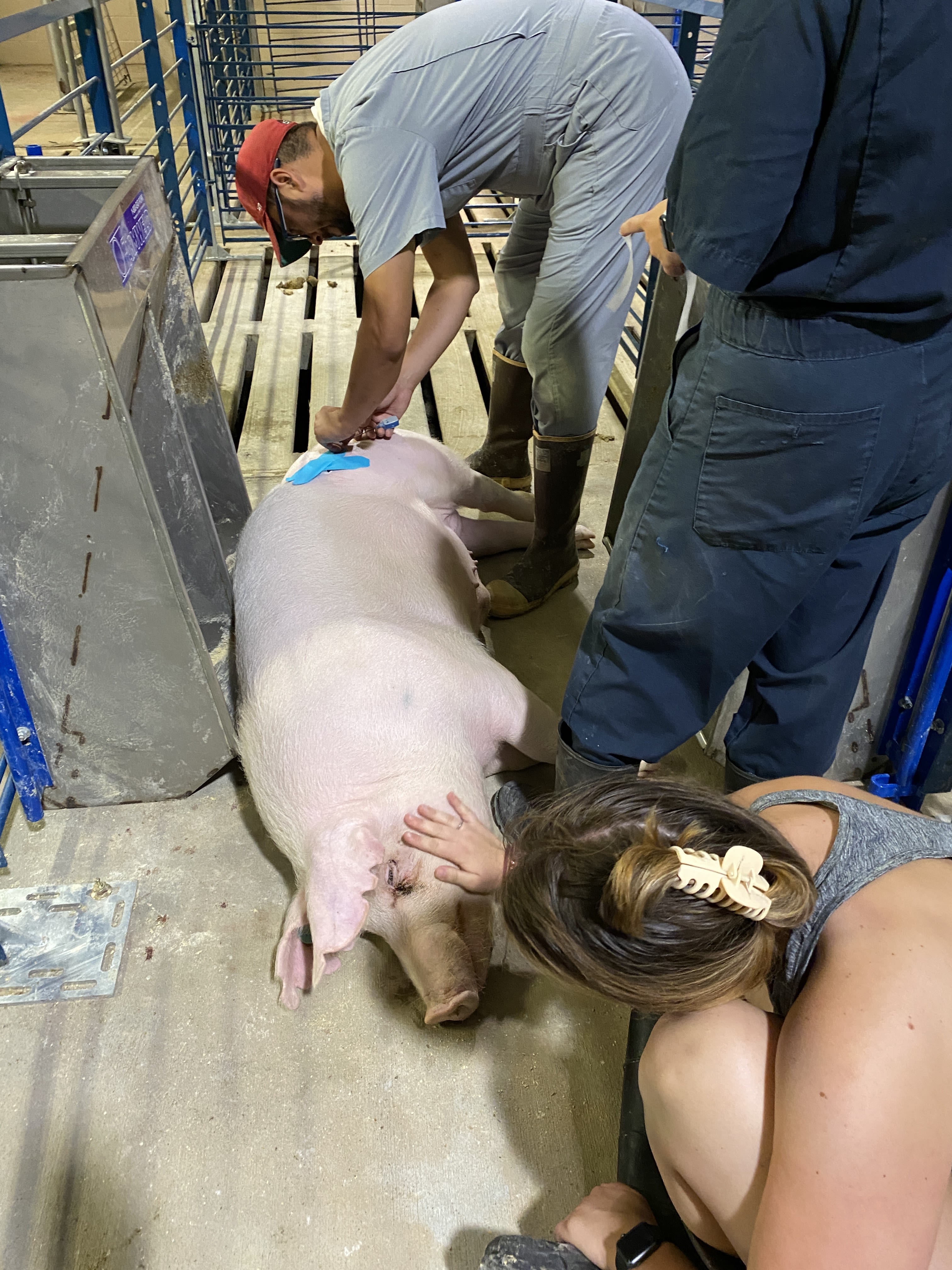 A pig naps while John Michael Gonzalez puts muscle sensors on him.
