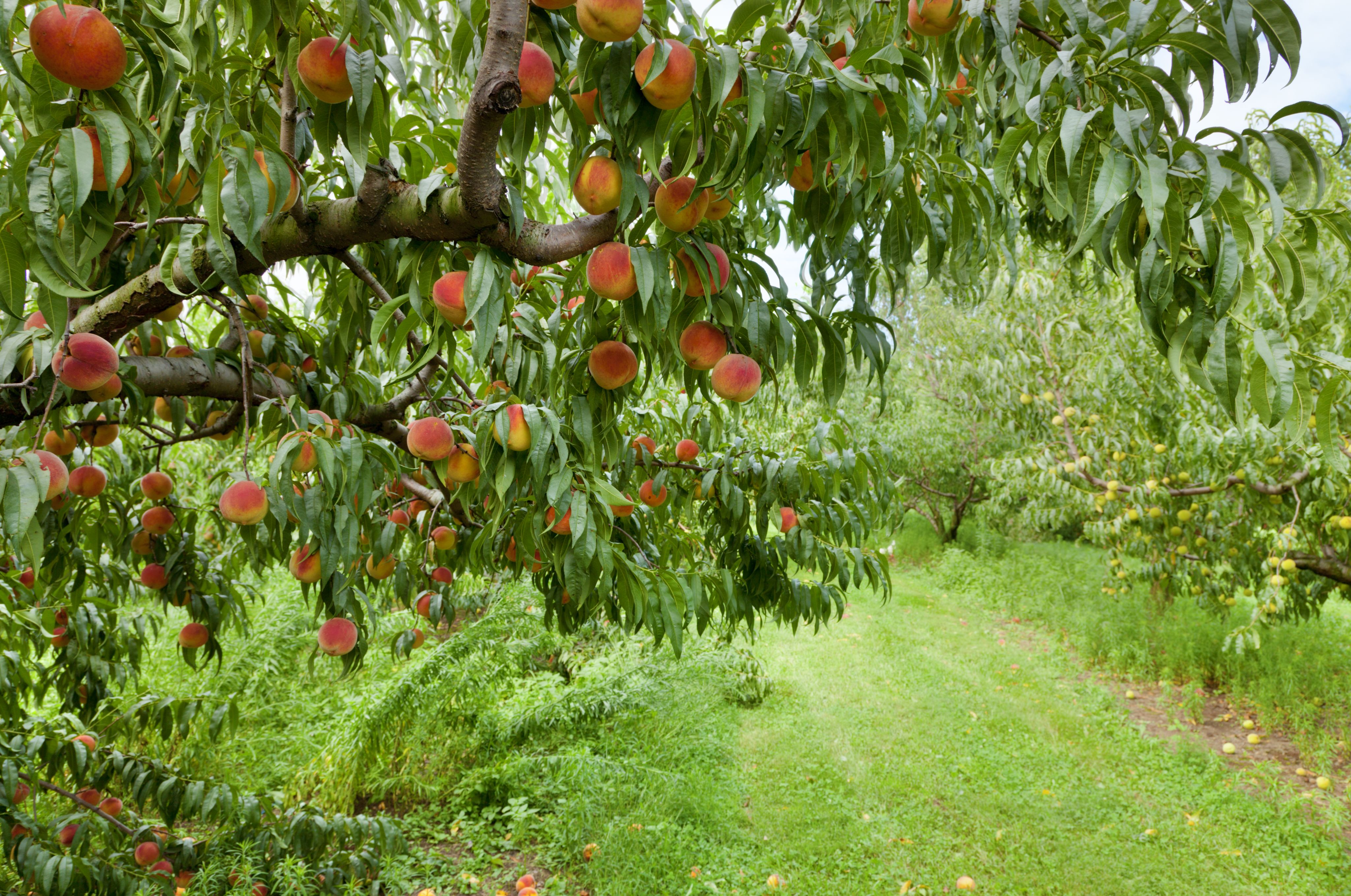Peaches growing in an orchard