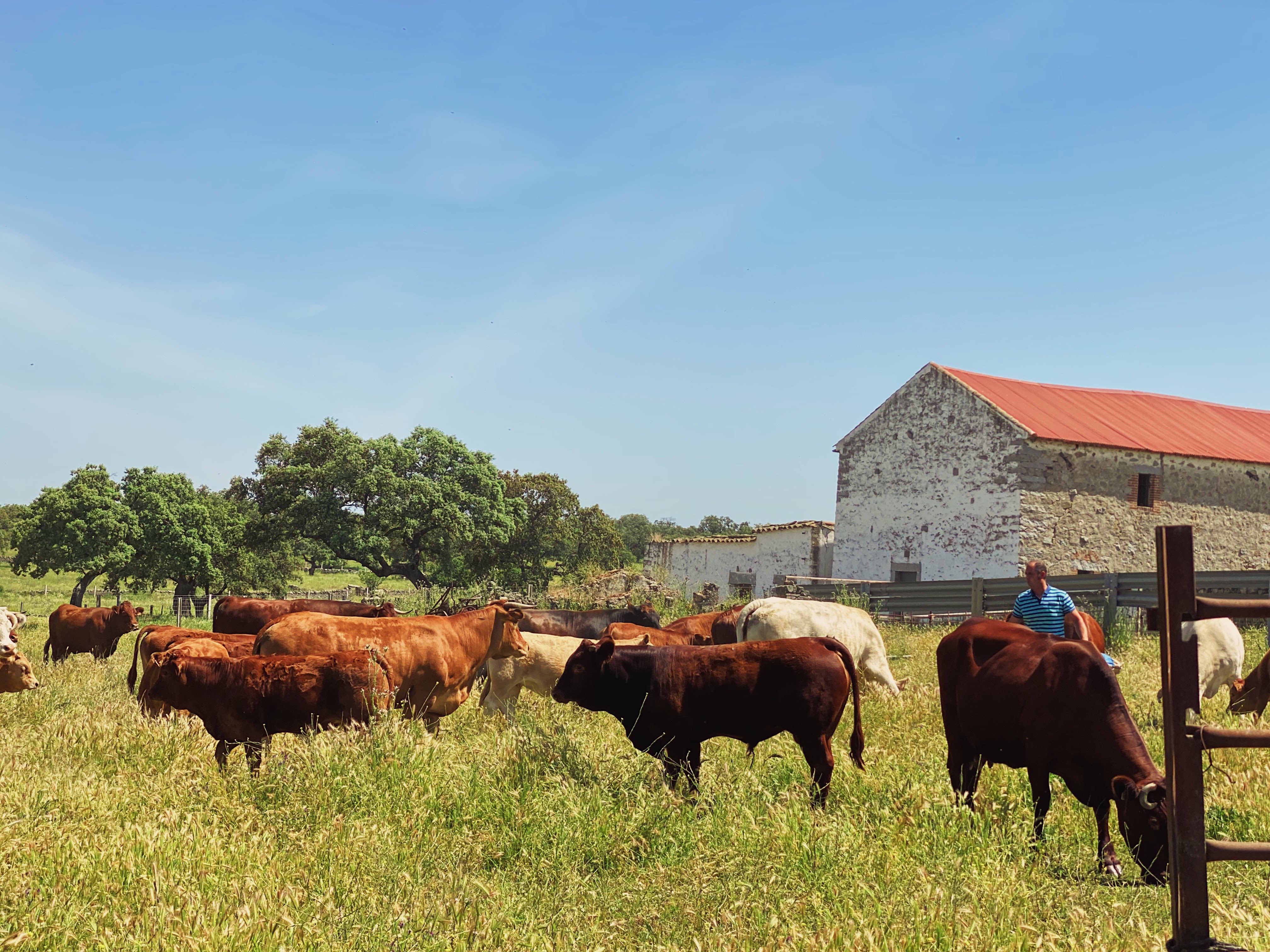 A pasture full of cows in front of a stone barn with a rust-colored roof.