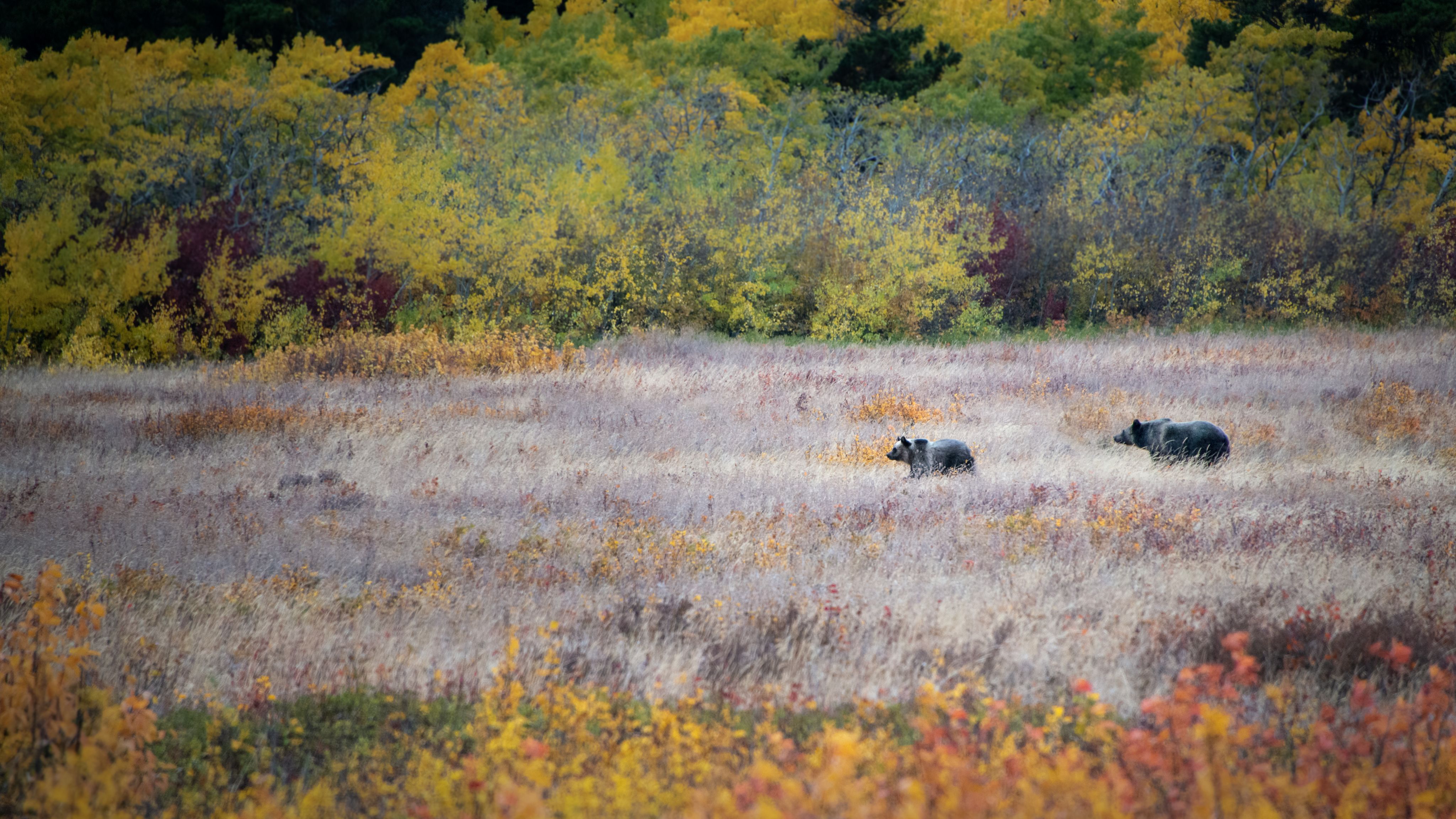 Grizzly bear mother and cub in the colourful autumn woods in Montana USA