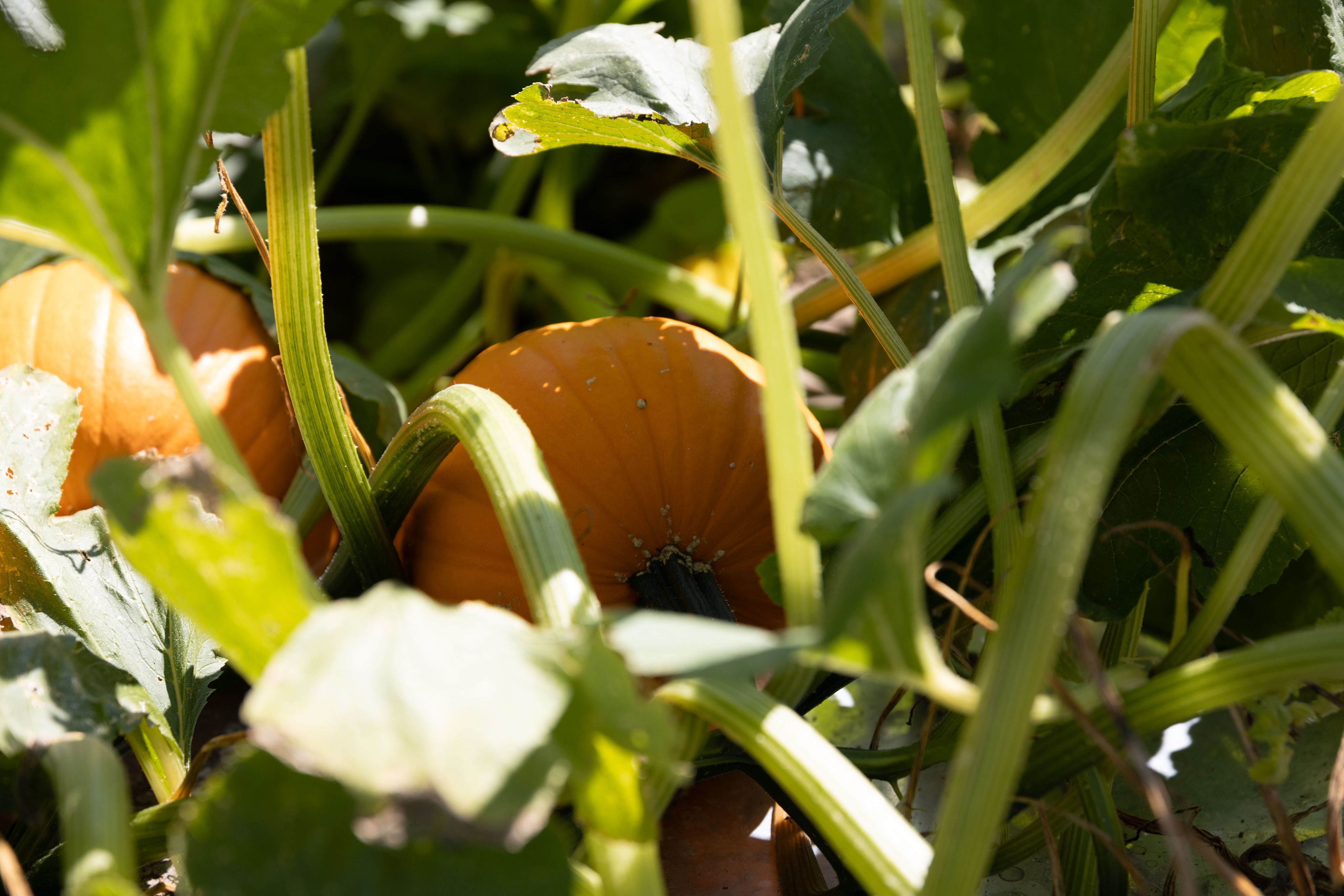 A close up of an orange pumpkin growing in a field, surrounded by green stems and leaves.