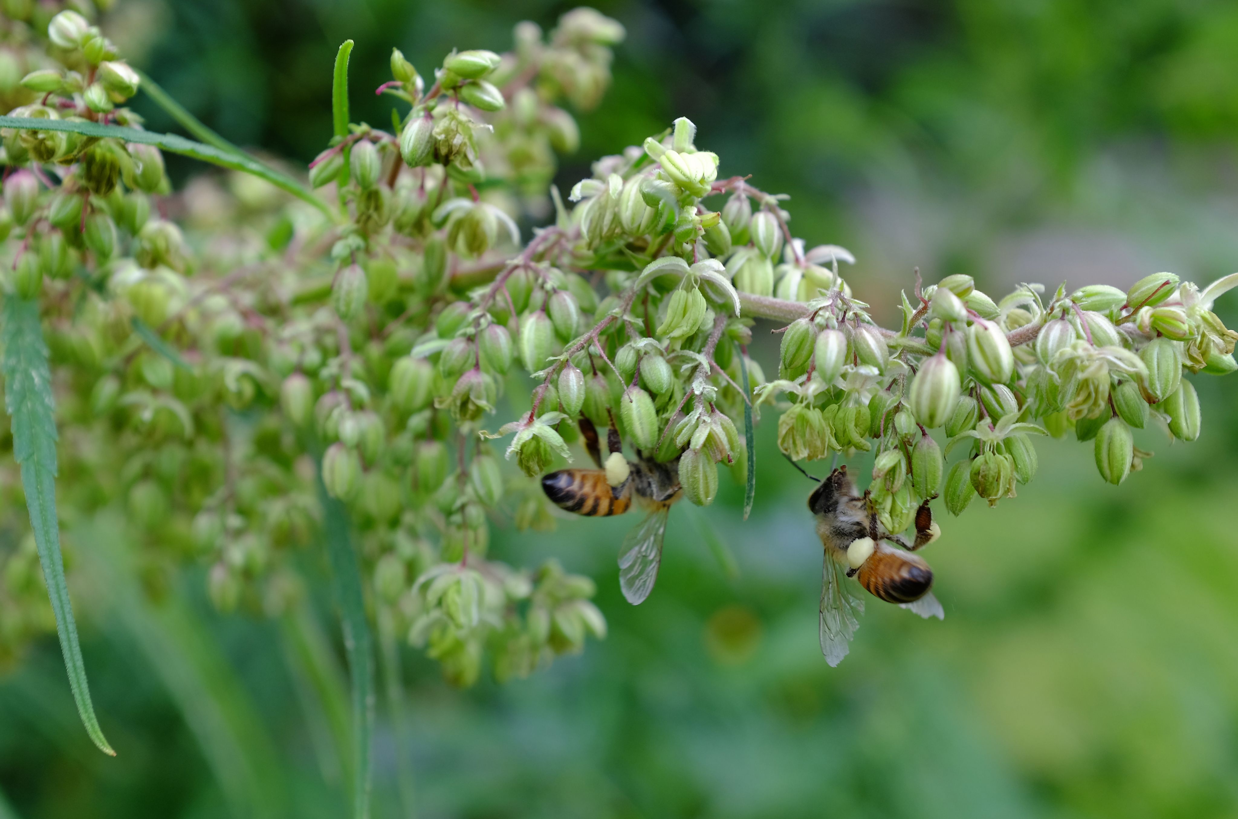 Bees pollinating a cannabis plant