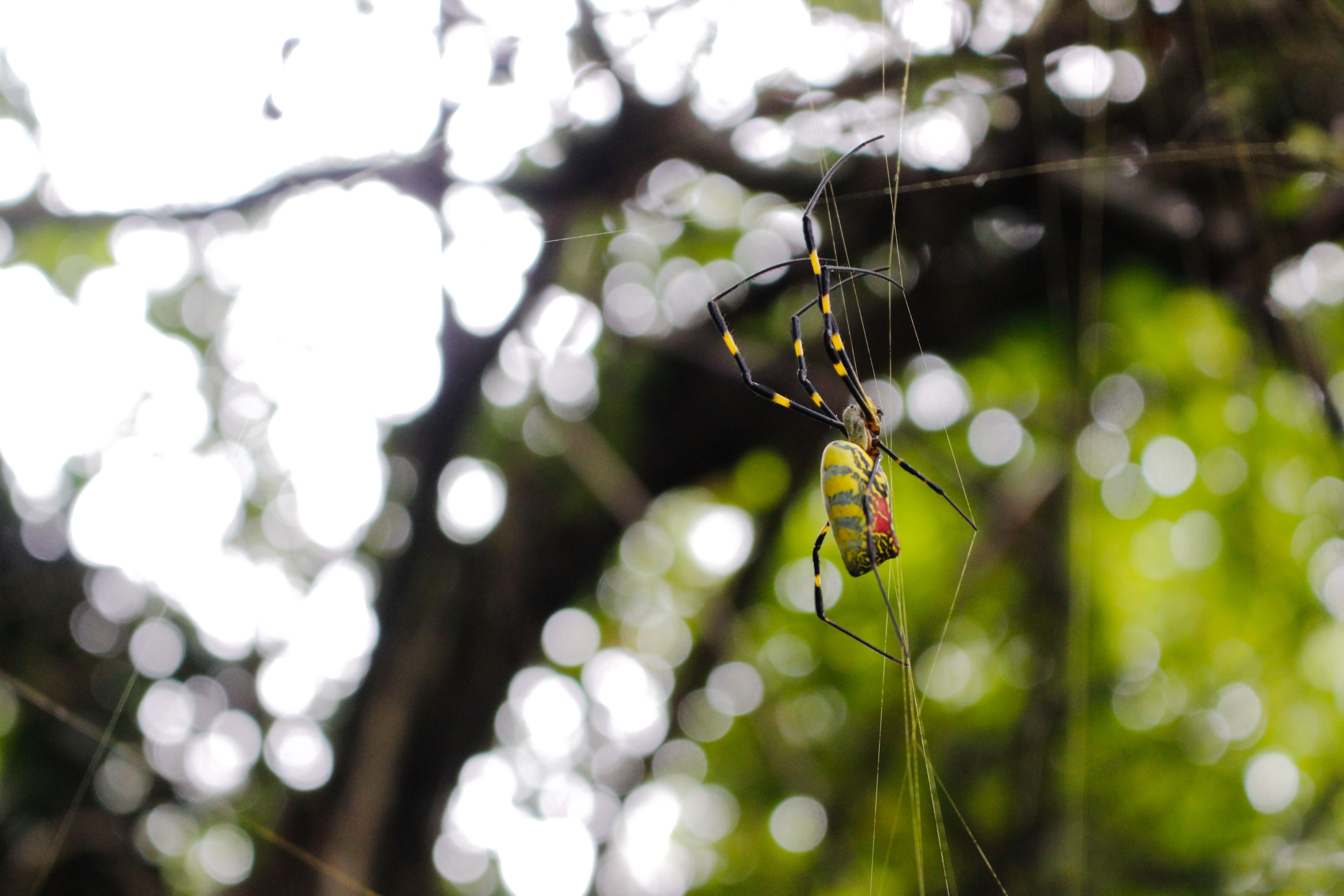 Close-up of a female Joro spider