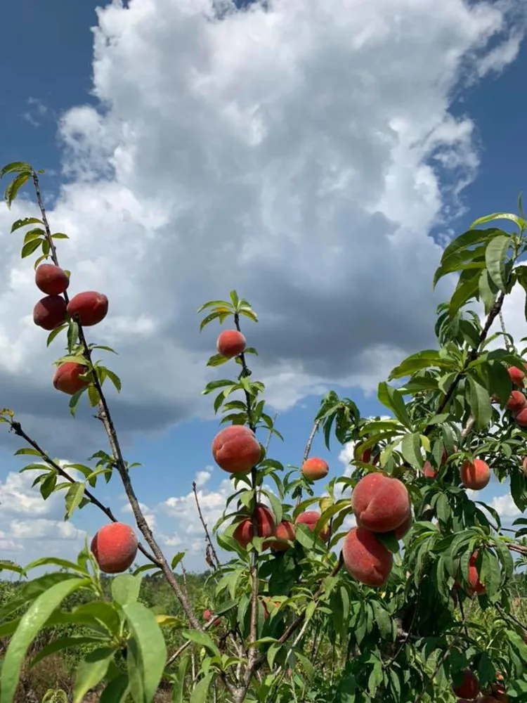 Pile of peaches