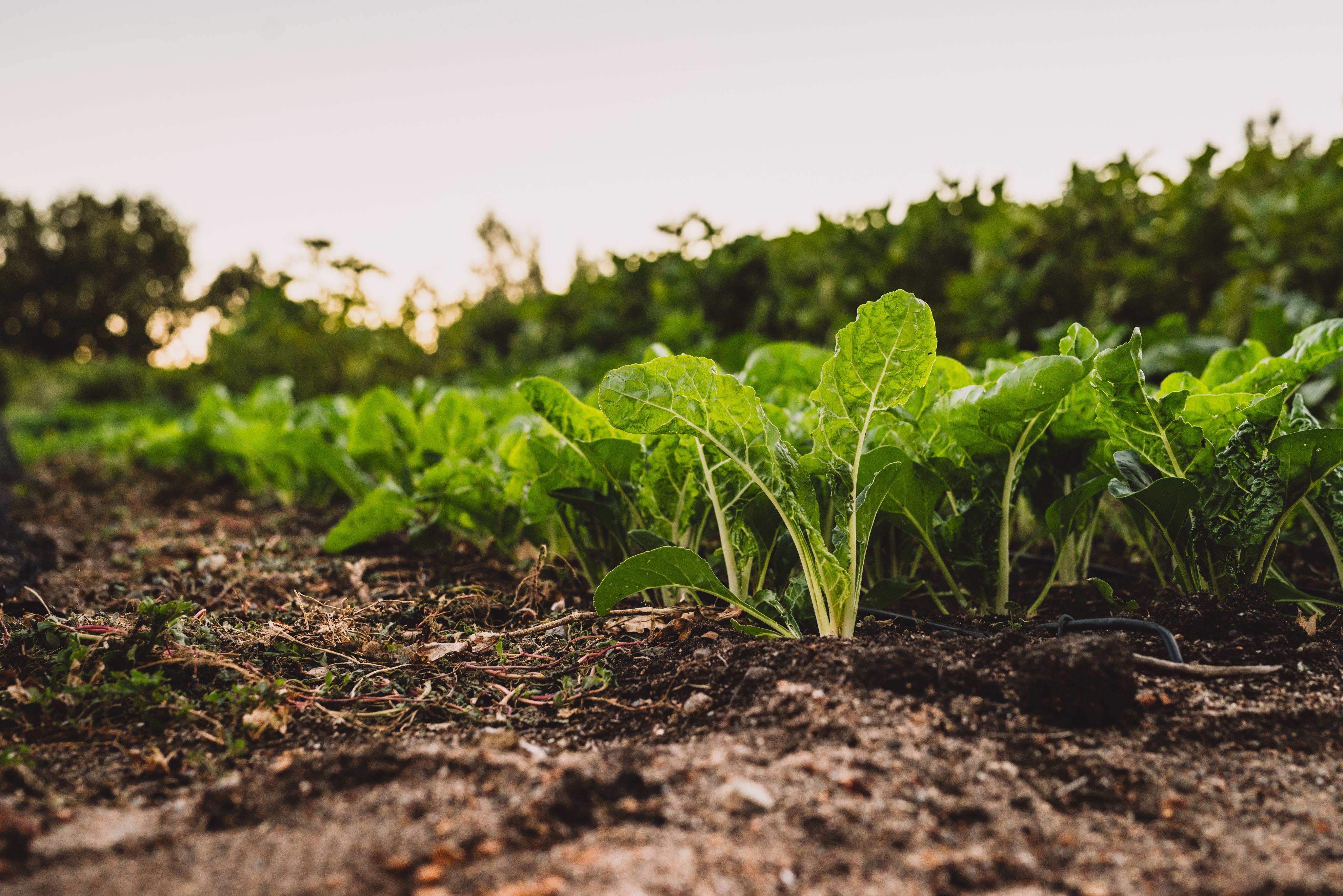 Small, leafy greens planted in a garden.