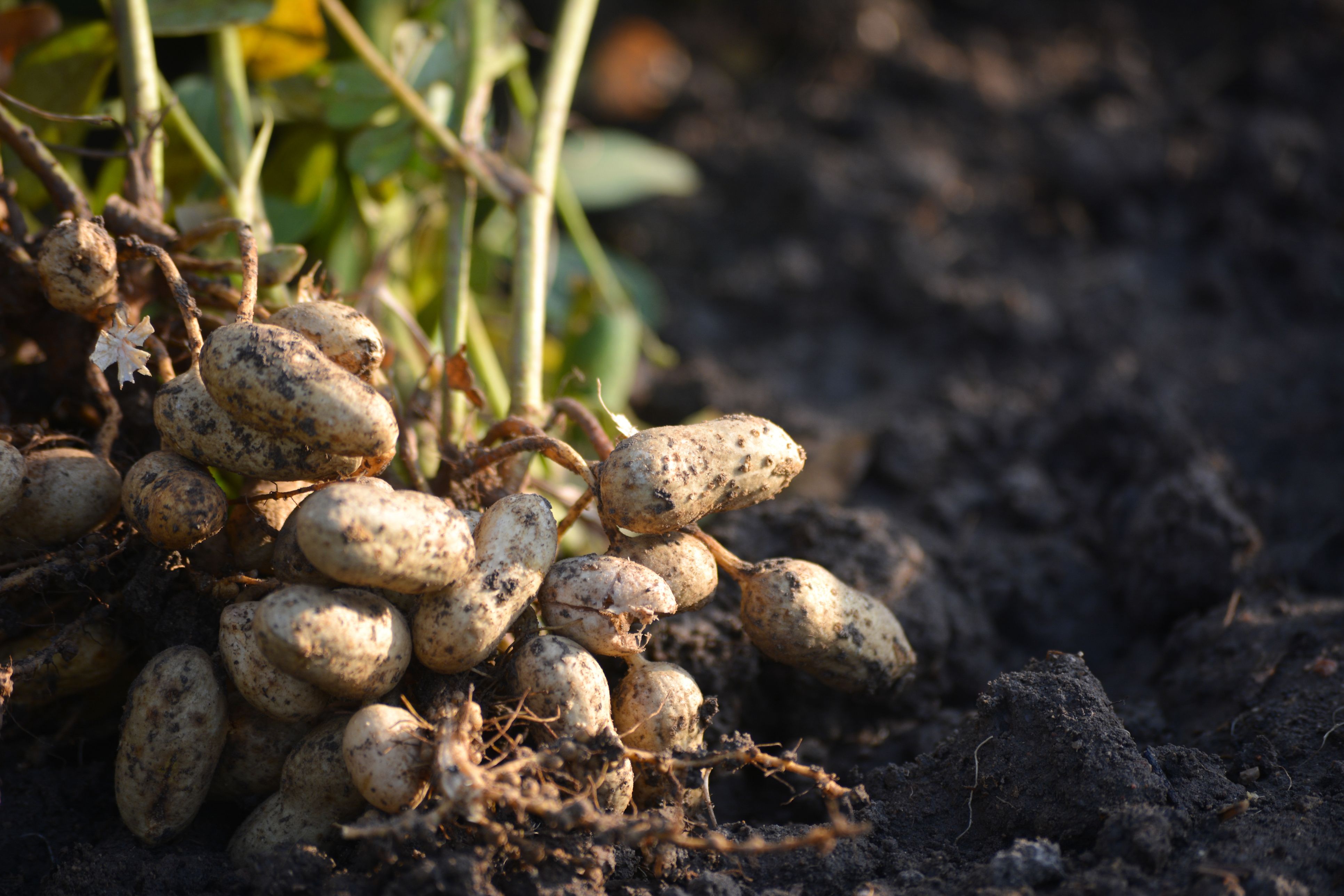 Peanut plants sit on the ground with visible roots