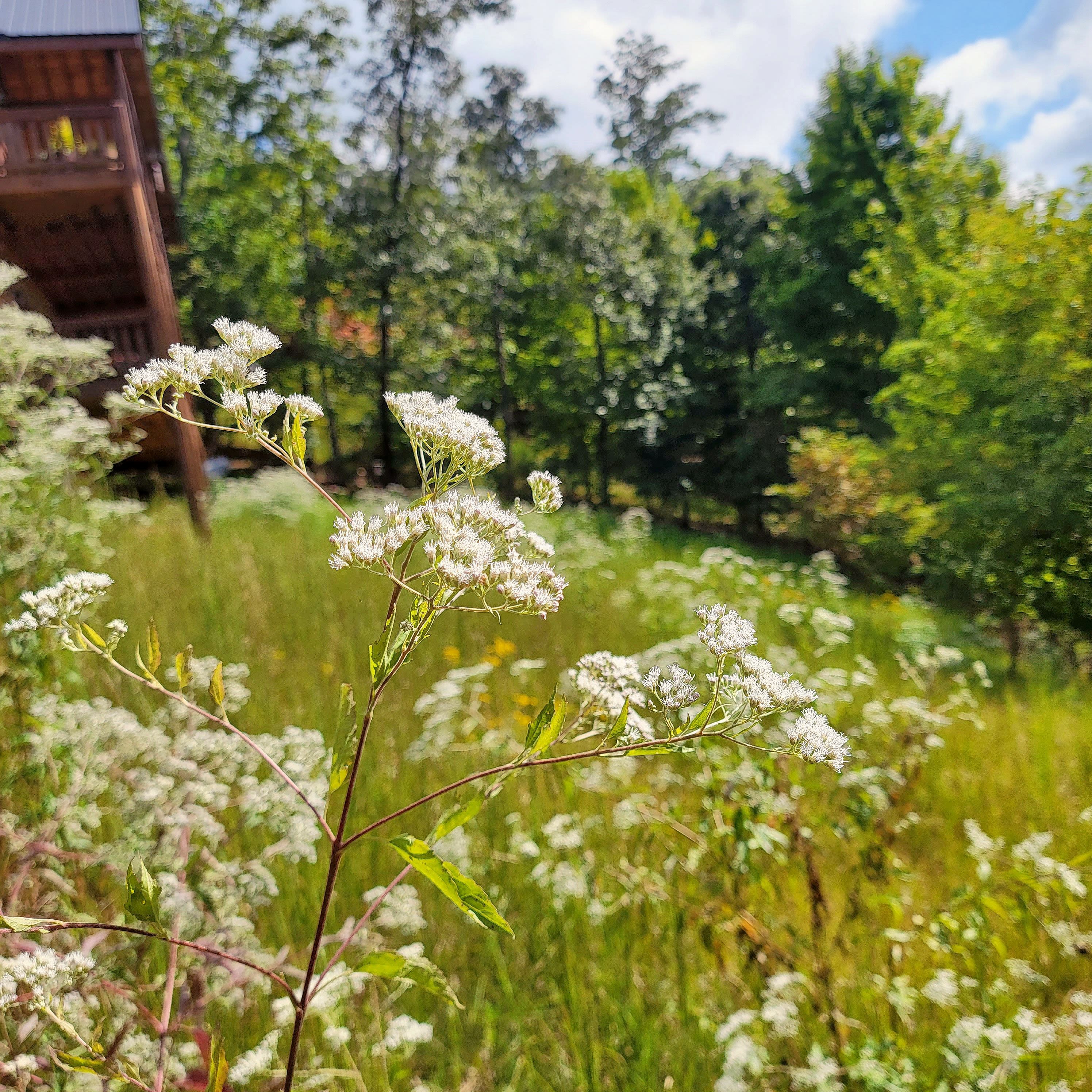 White boneset flowers in the foreground with green grass and trees in the background on a sunny day.