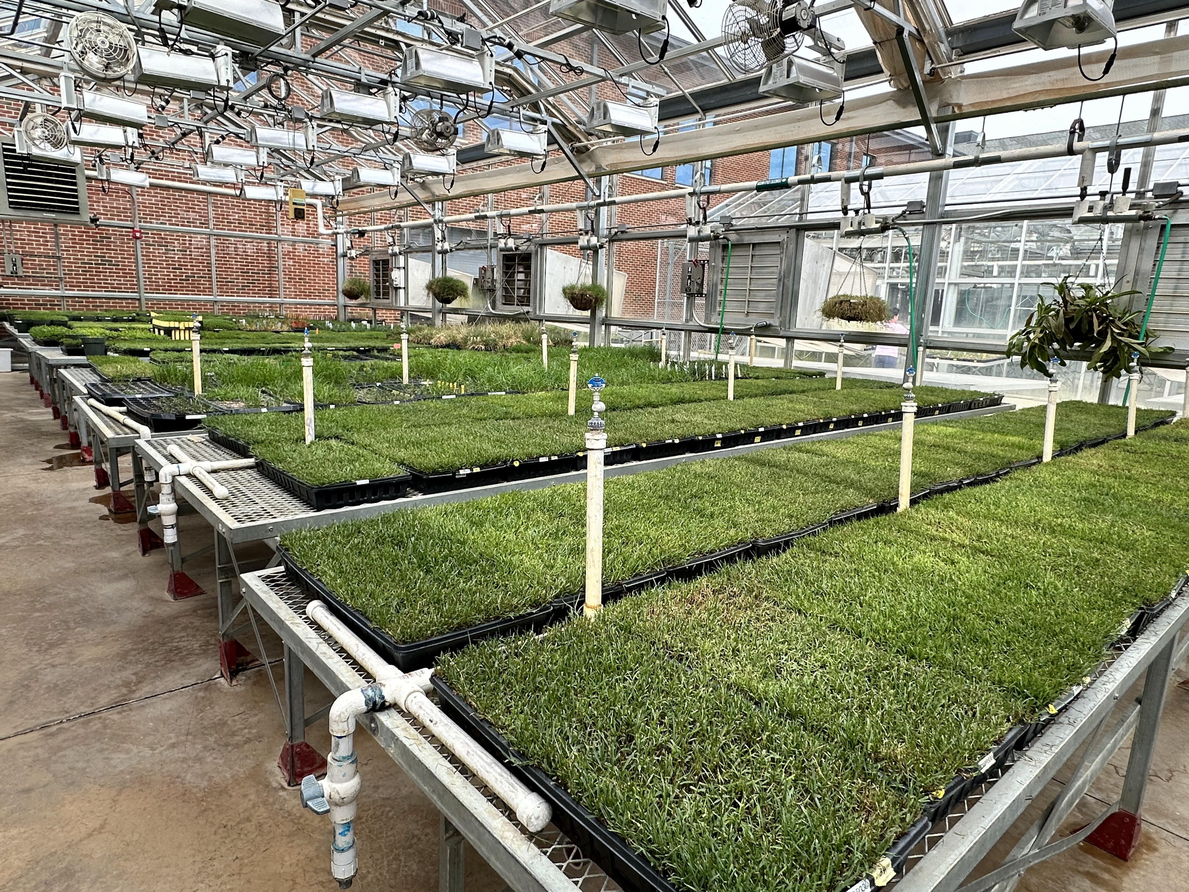 A greenhouse with several rows of turfgrass that is being researched.