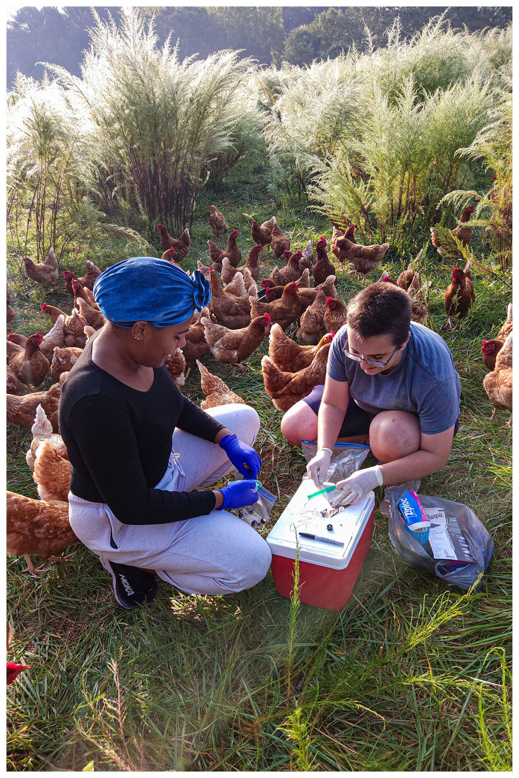 Two researchers crouch in a field surrounded by a flock of brown, pastured chickens while they collect fecal samples for testing. 