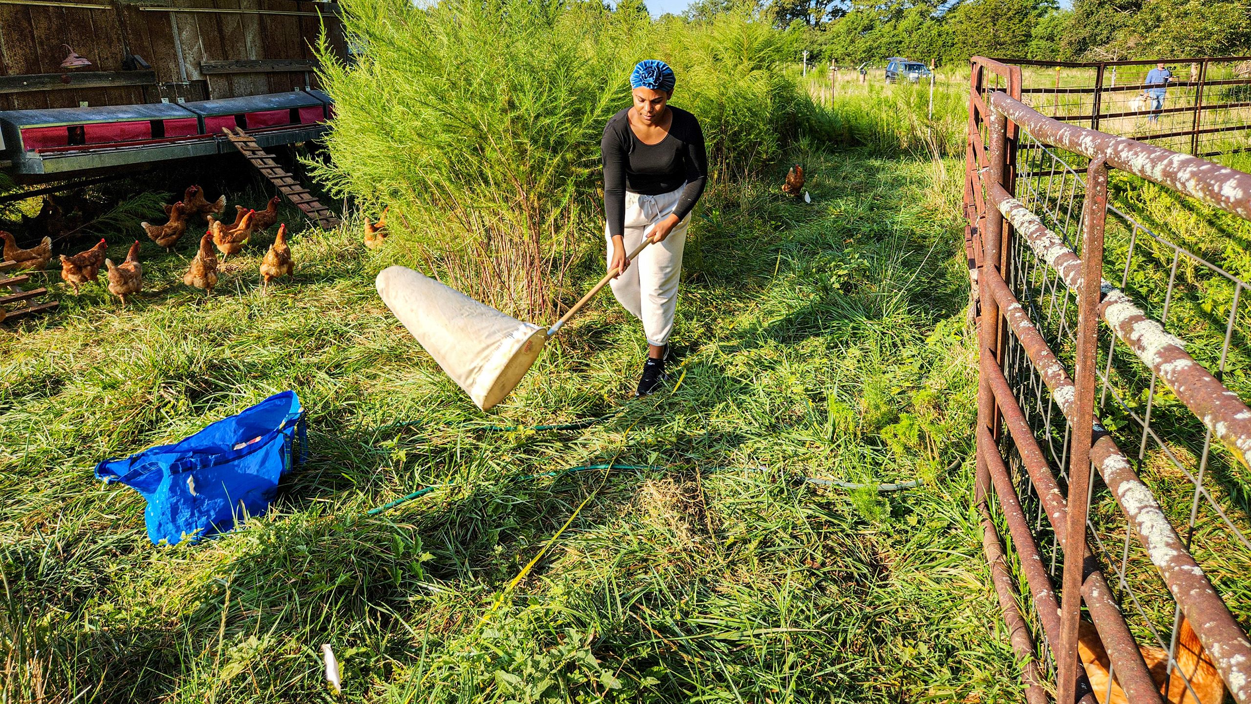 A woman sweeps a large canvas net over a measuring tape in a farm field.