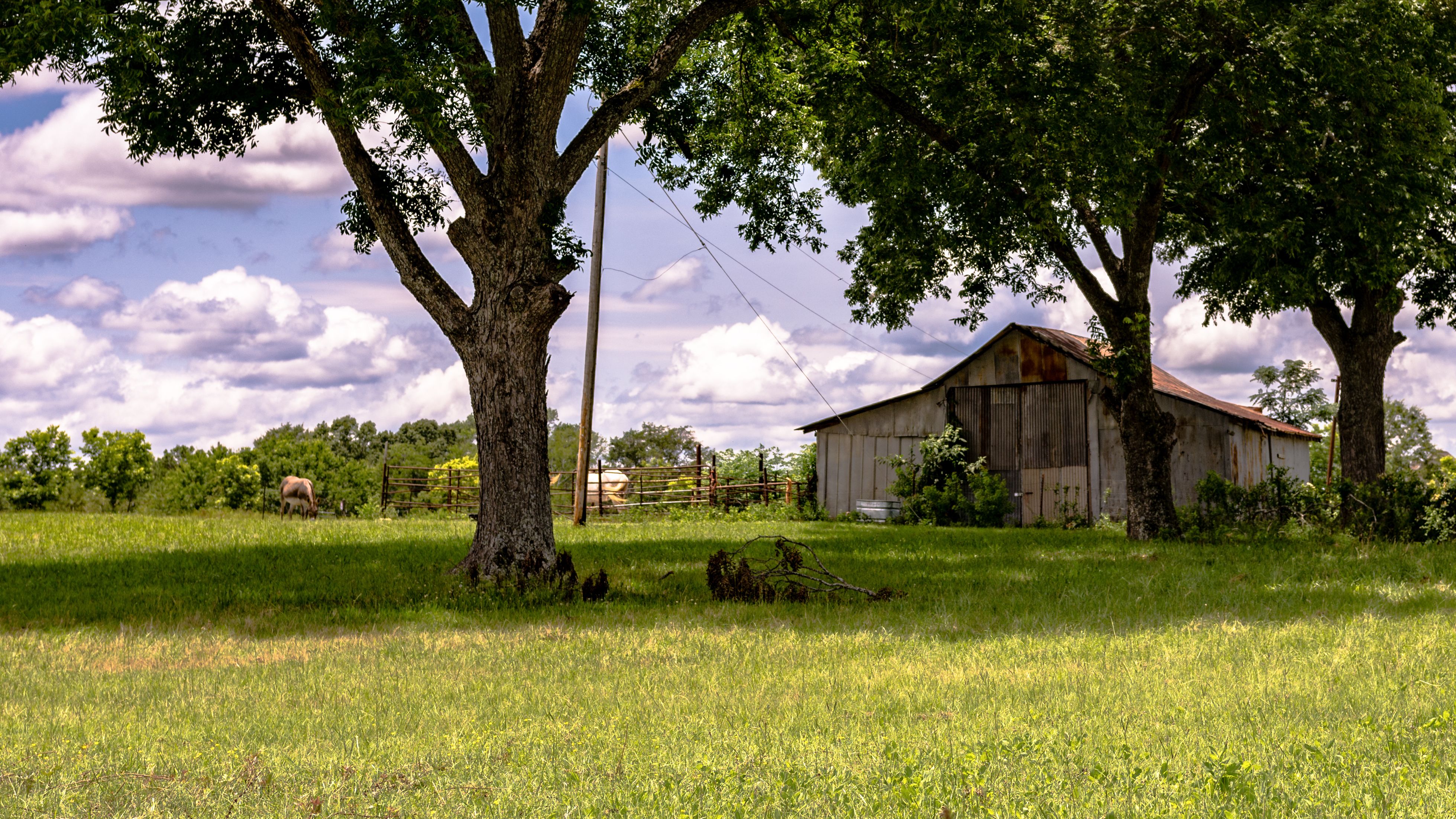Barn and grazing livestock in an old pecan grove in the southern United States