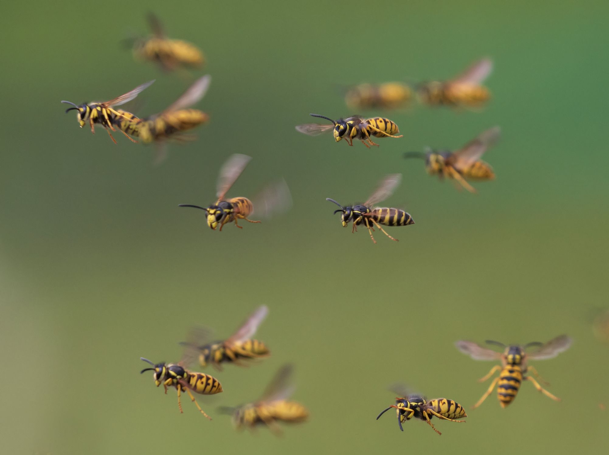 Many yellow jackets in flight with a green background.